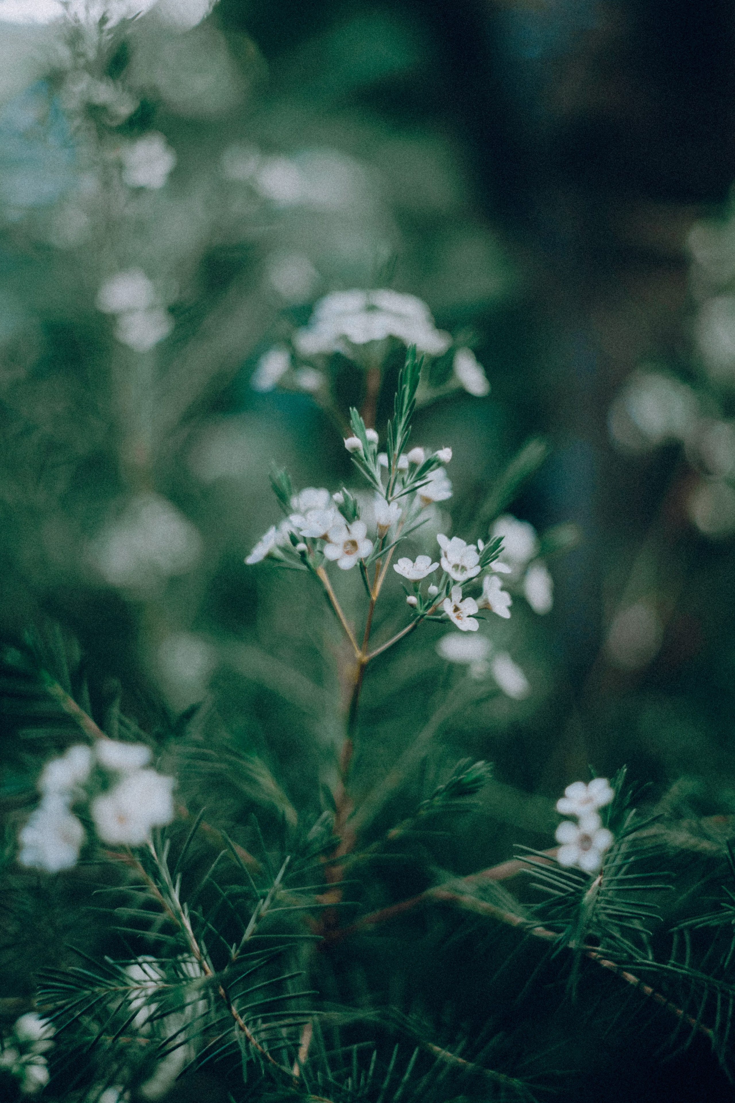 Botanical. Портретный и свадебный фотограф в Москве и Санкт-Петербурге. Учитель фотографии онлайн и оффлайн
