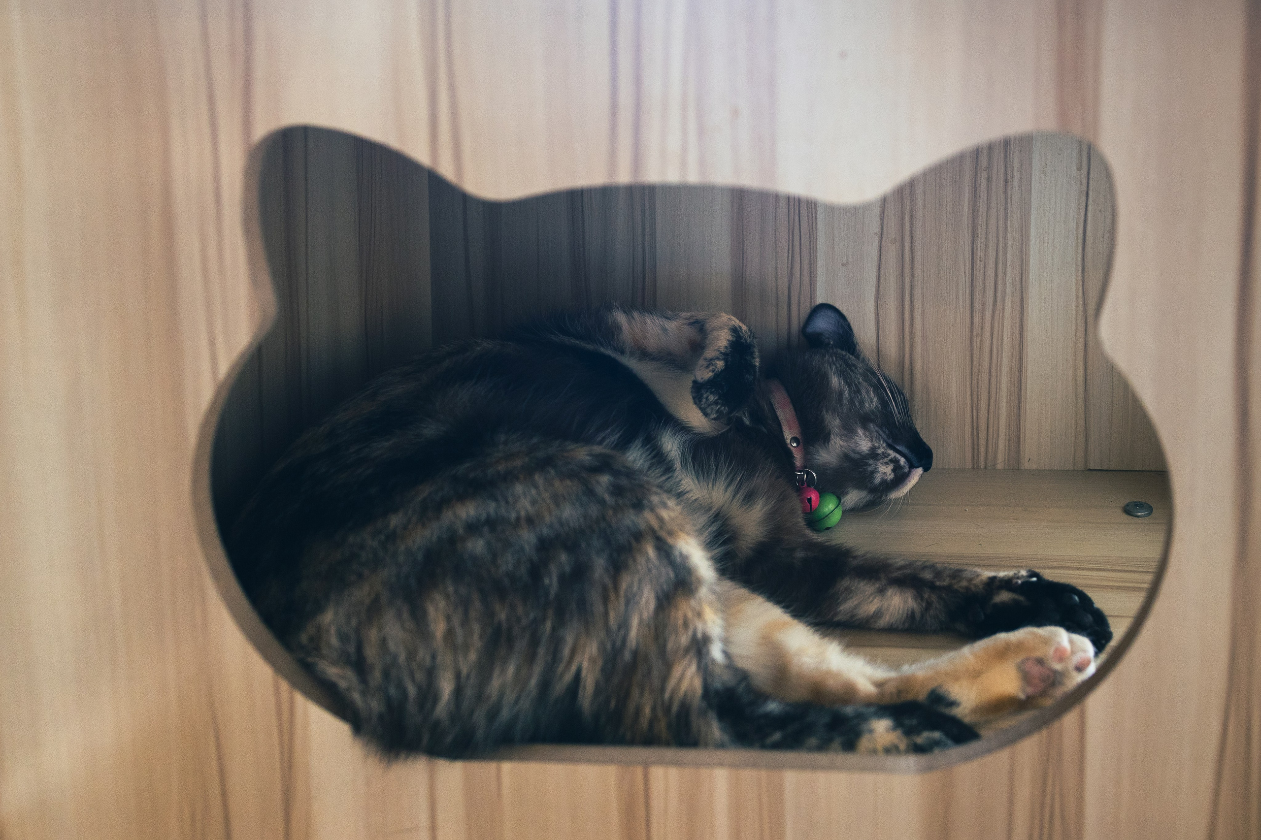 Cazz Cafe. Фотограф Сонкина Татьяна