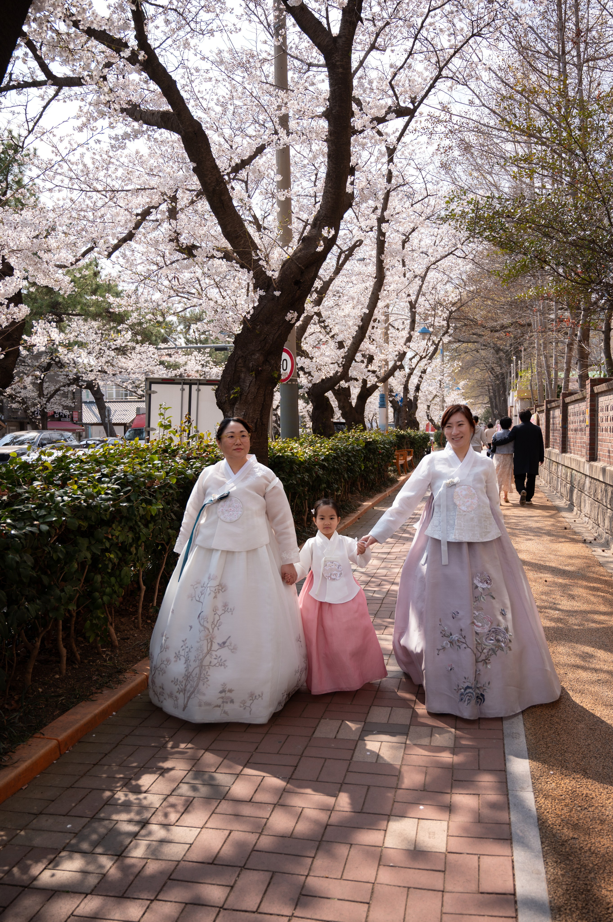 Traditional hanbok rental in Busan for cherry blossom photoshoot