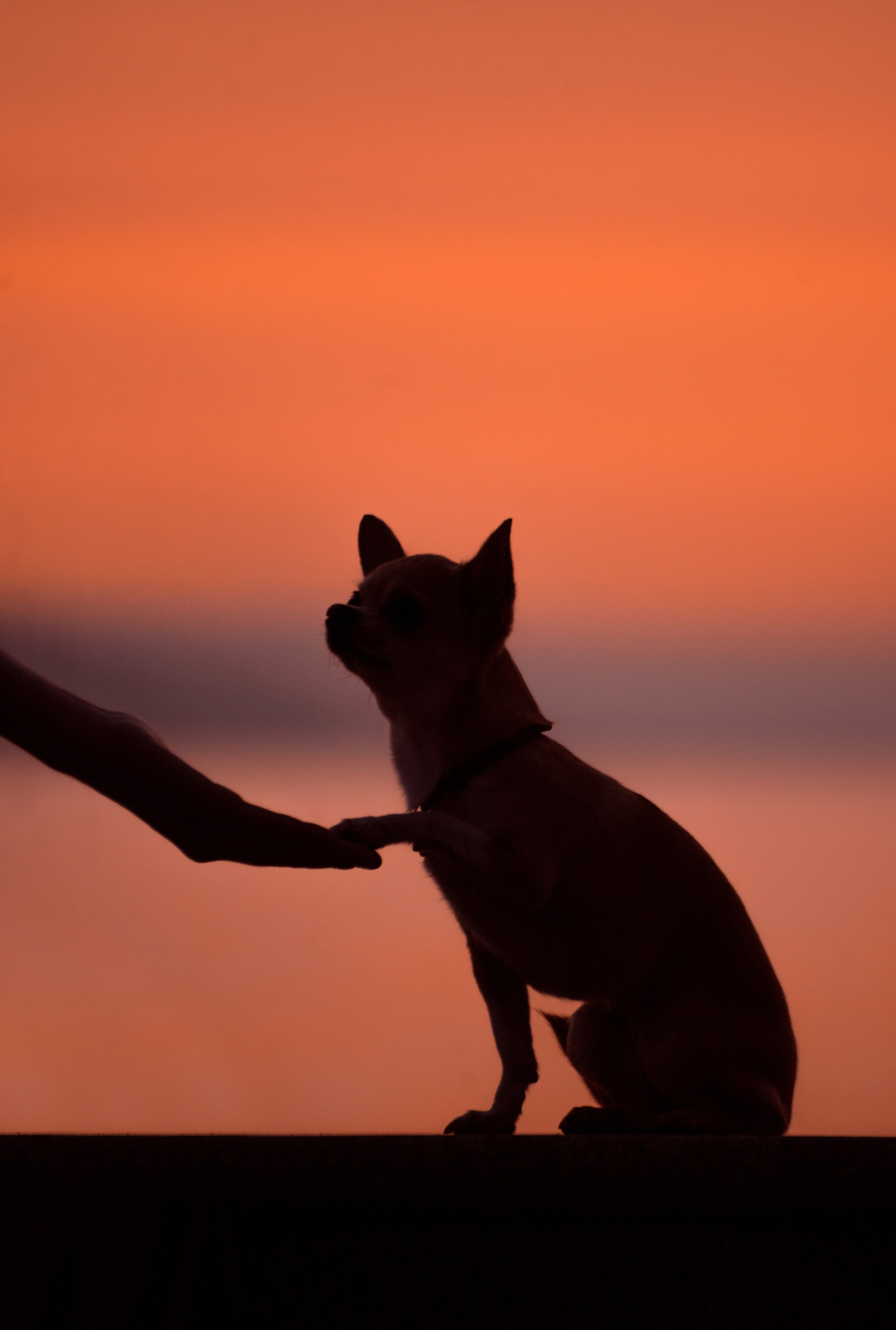 Прогулка: чихуахуа Хенни и Алина во Владивостоке. Портфолио