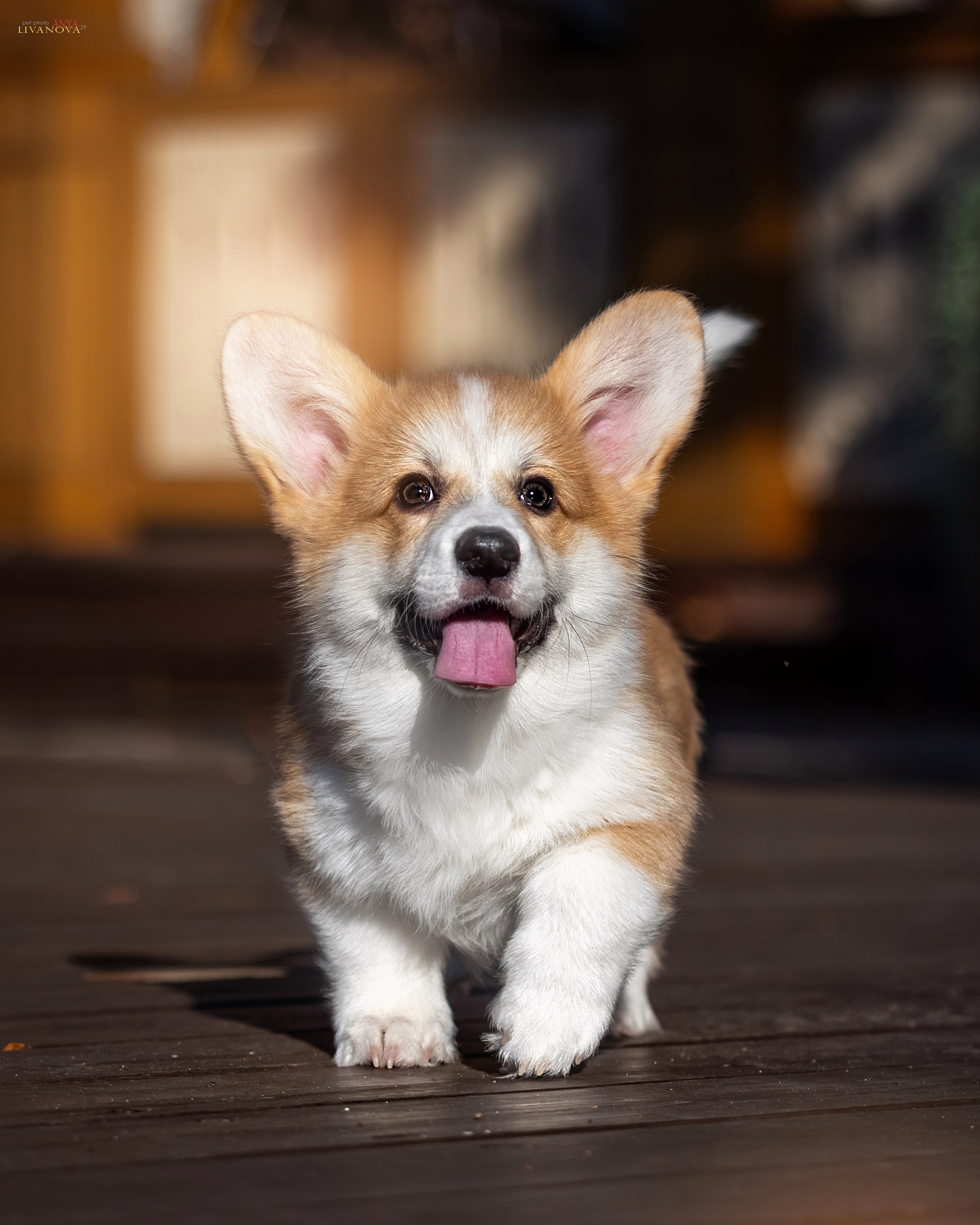 Коржики. Фотограф анималист Аня Ливанова | Рыбинск