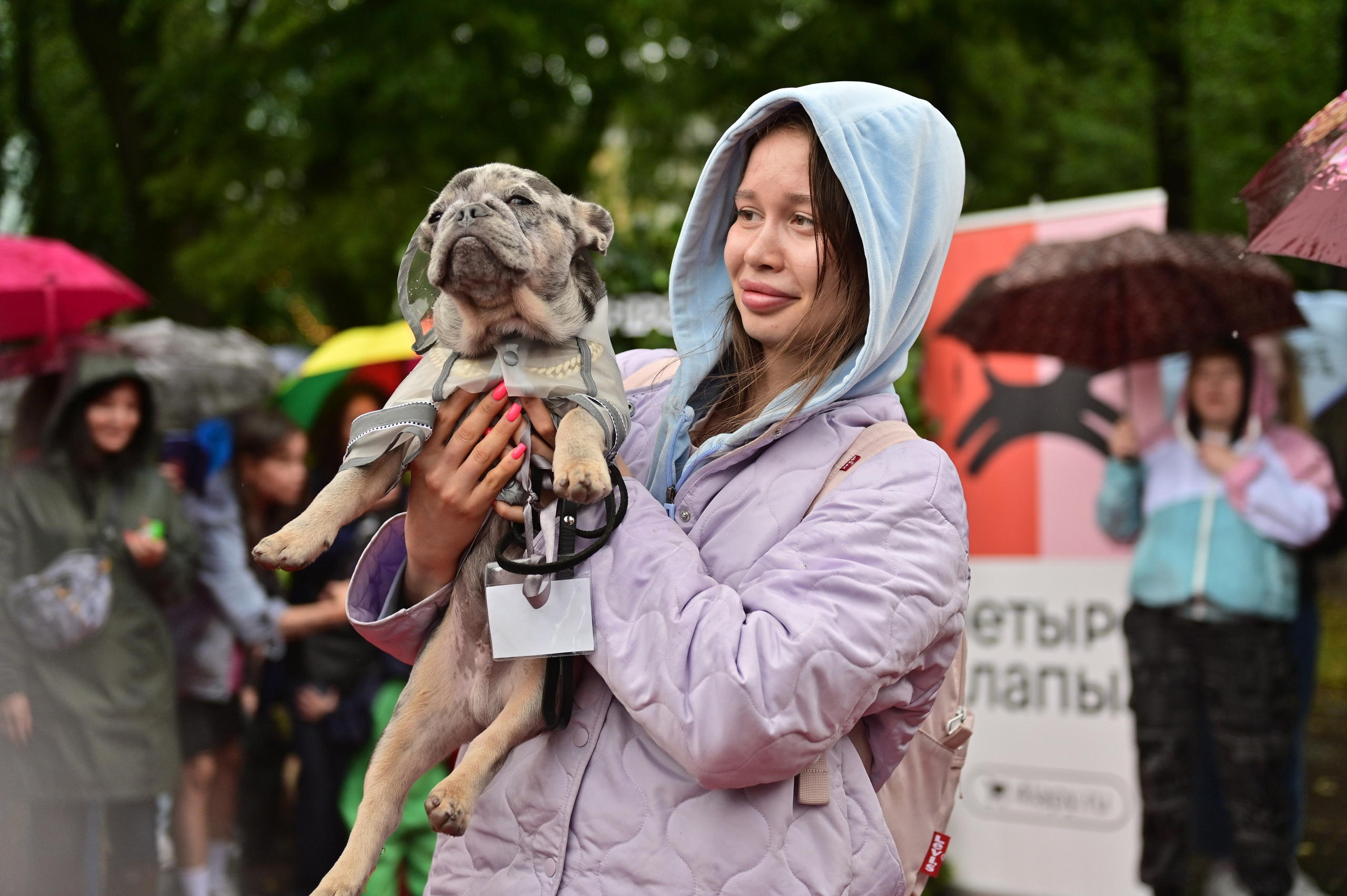 Парад французский бульдогов. Анна Пушина, фотограф, Москва, Королев, Пушкино