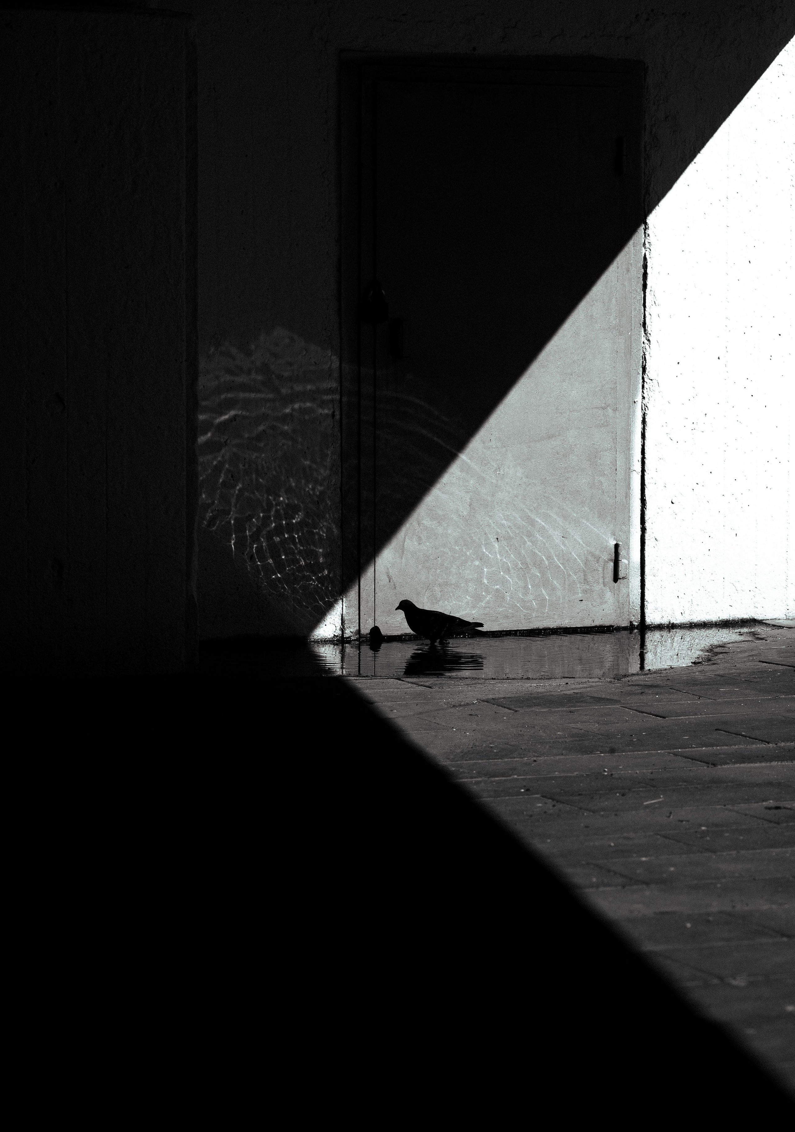 Ч/Б. Алексей Гаас — фотограф