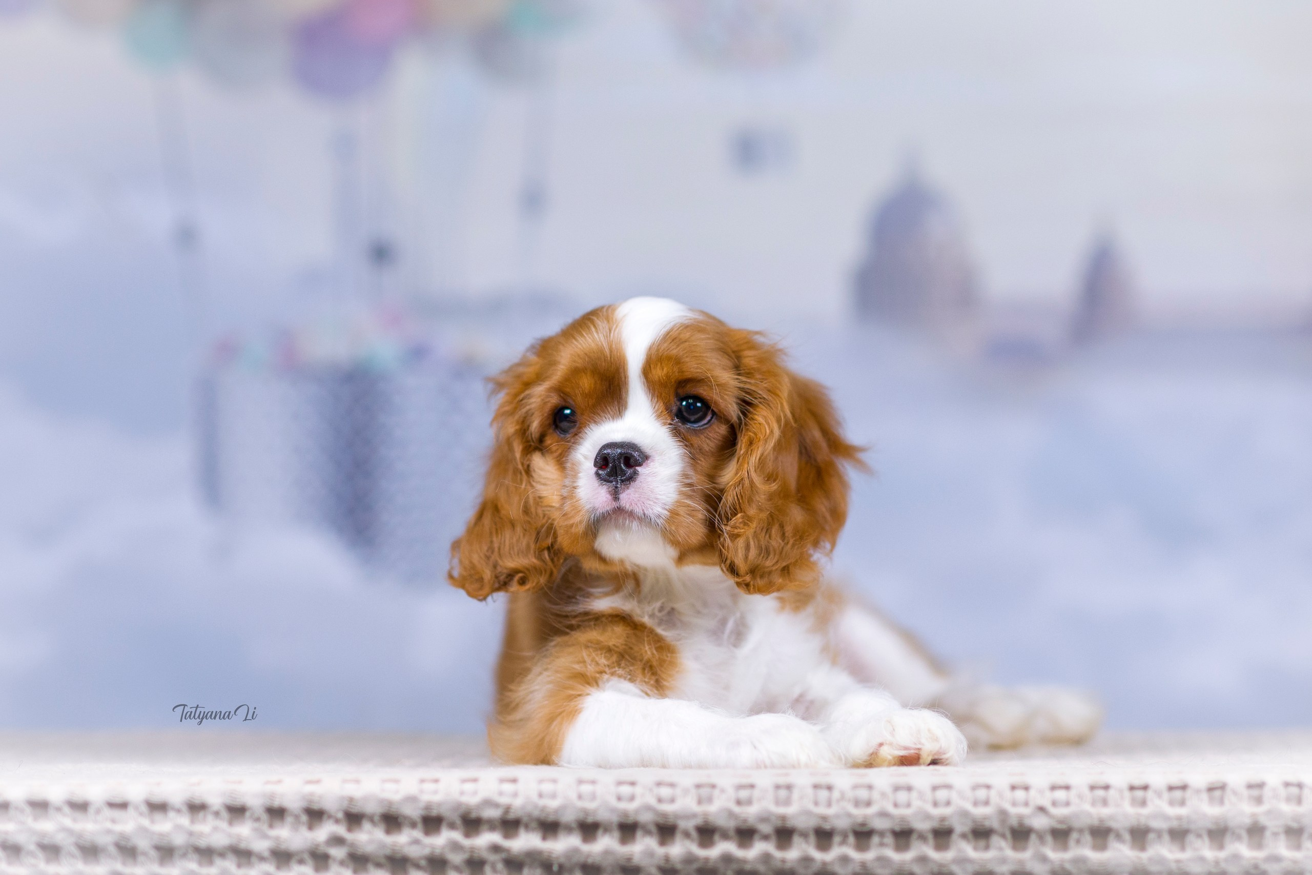 Кавалер-Кинг-Чарльз-Спаниель. Фотограф — анималист Татьяна Ли