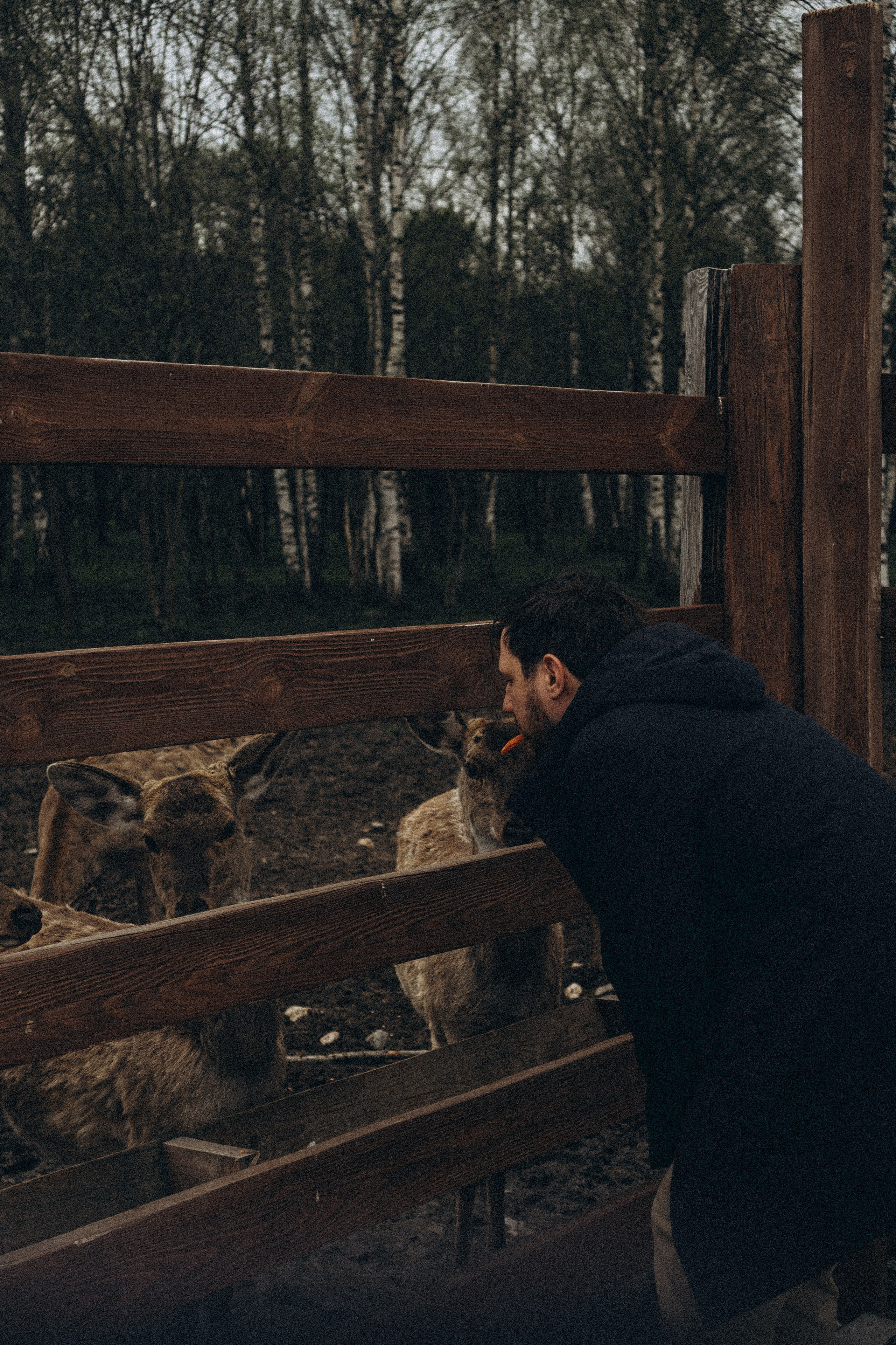 ОЛЕНЬЯ ФЕРМА В ТВЕРИ. Профессиональный фотограф, Санкт-Петербург — Виктория Богомолова
