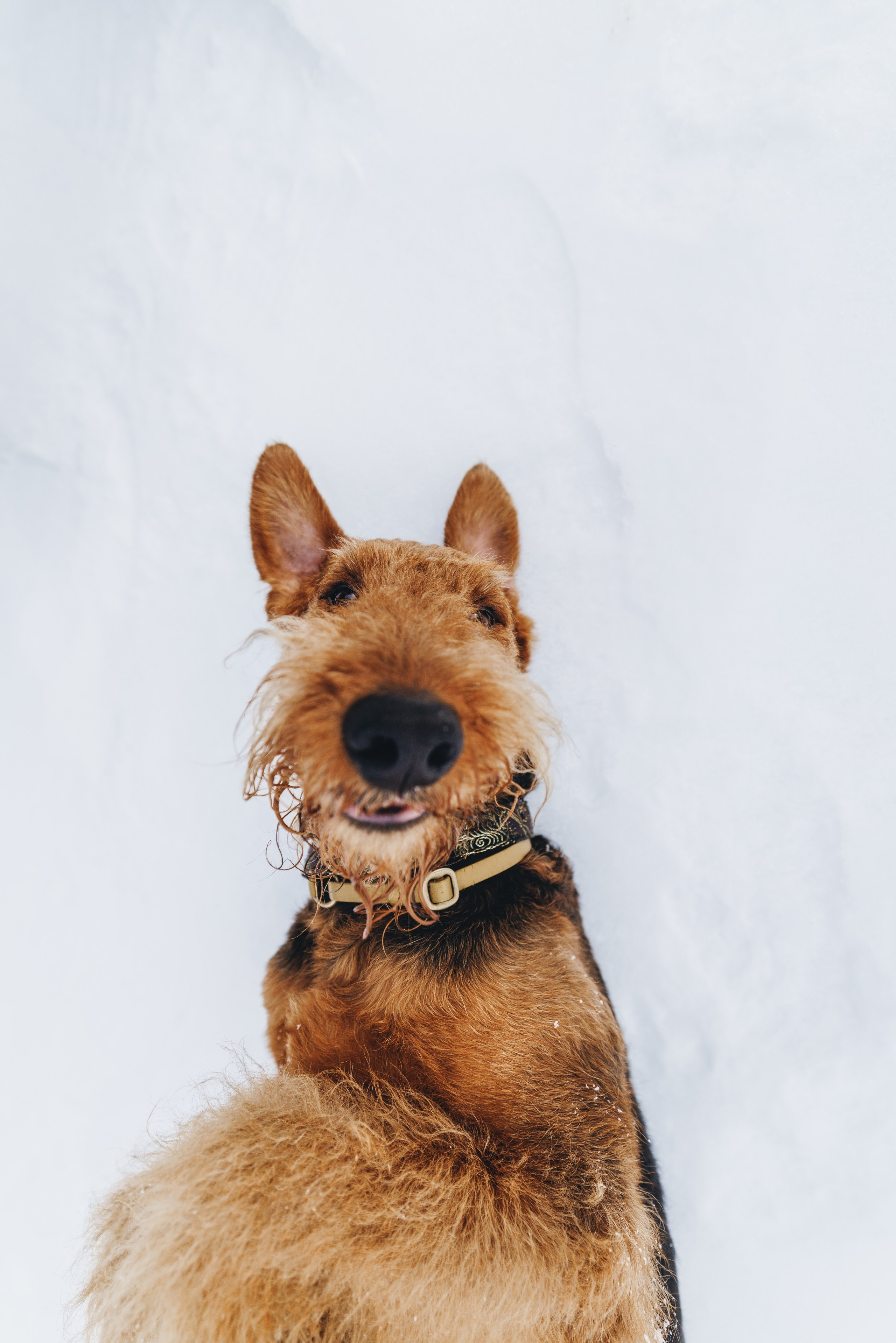 Оля и Хард. Фотограф анималист Осипчикова Мария