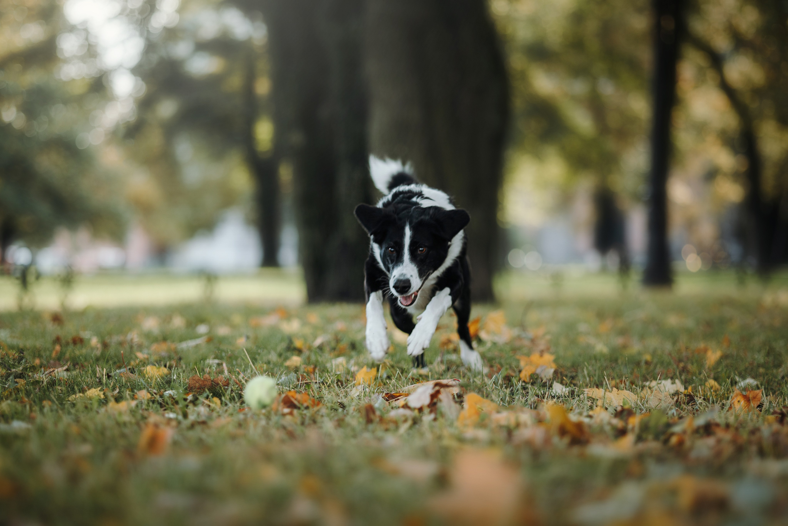 Мишель и ее семья. Фотограф — Анималист | Санкт-Петербург