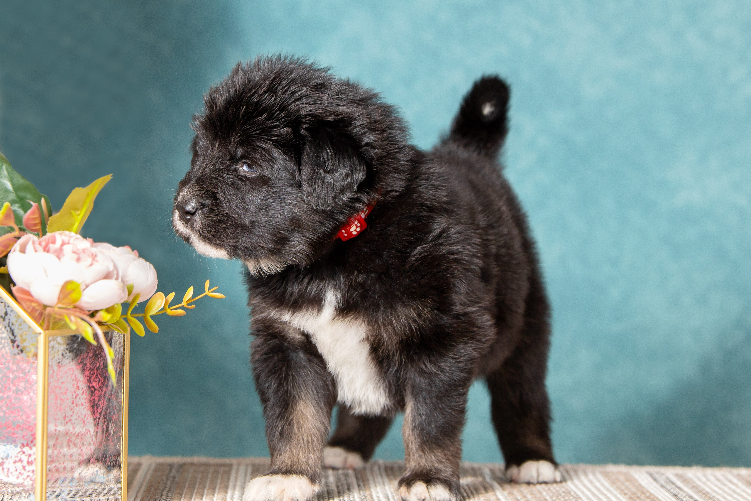 Тибетский мастиф. Юлия Микульская. Рыбинск