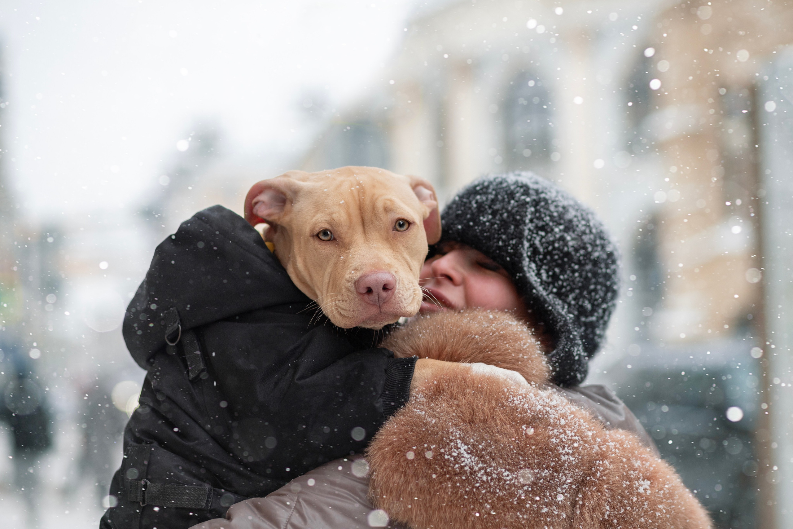 Фотосъёмка собак. Семейный и анималист фотограф в Переславле Анастасия Гусева