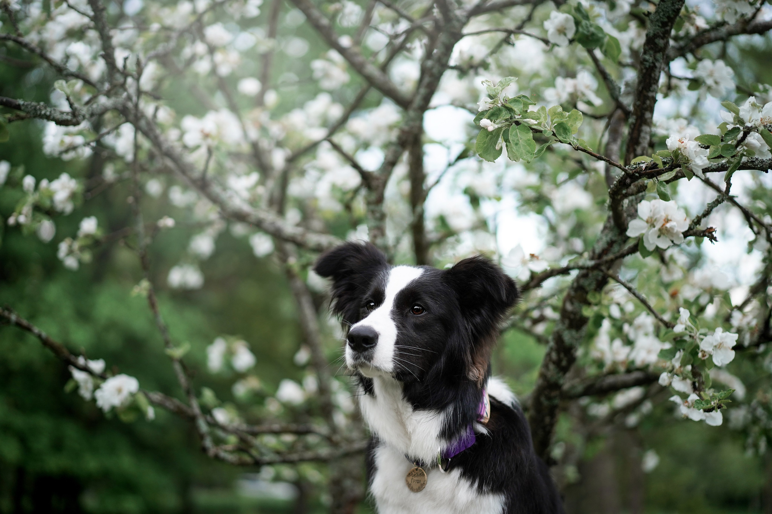 Юля, ее мама и Груша. Фотограф-анималист в Санкт-Петербурге Яна Мартынова