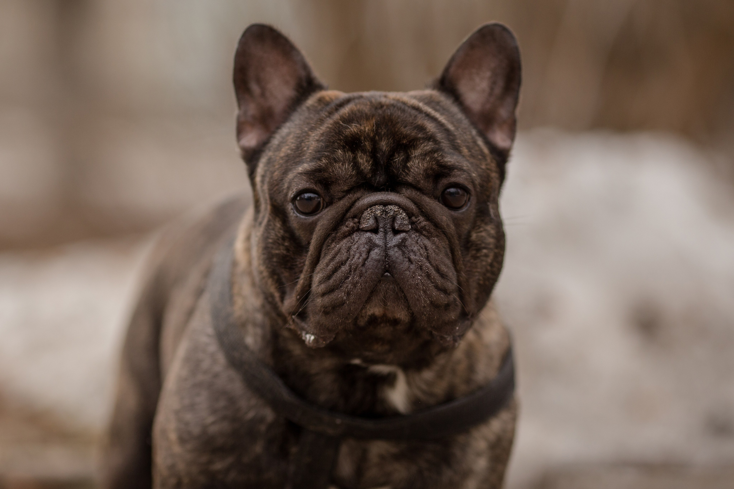 Фото французского бульдога