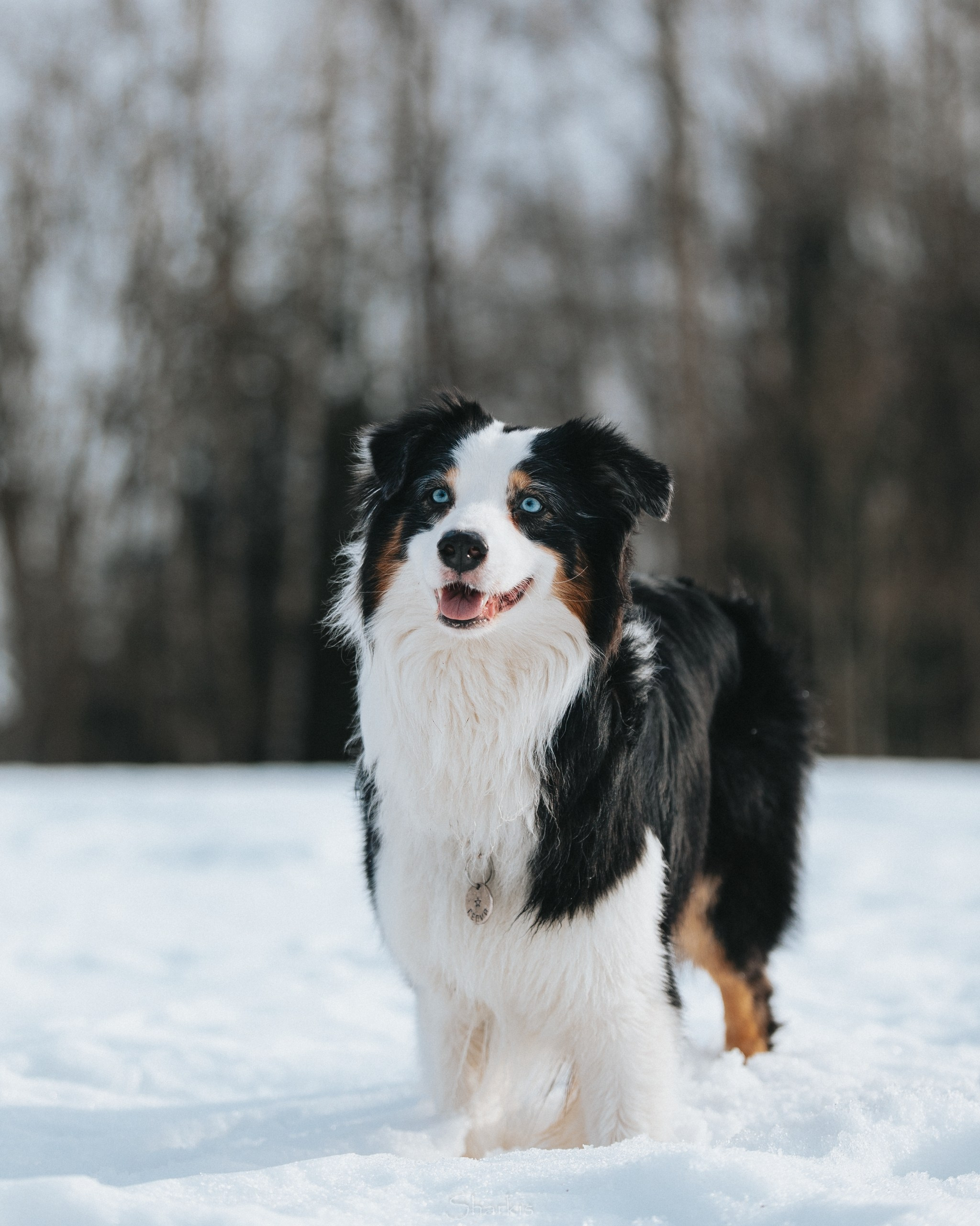 Гелий и Тсахик. Фотограф Елизавета Филатова