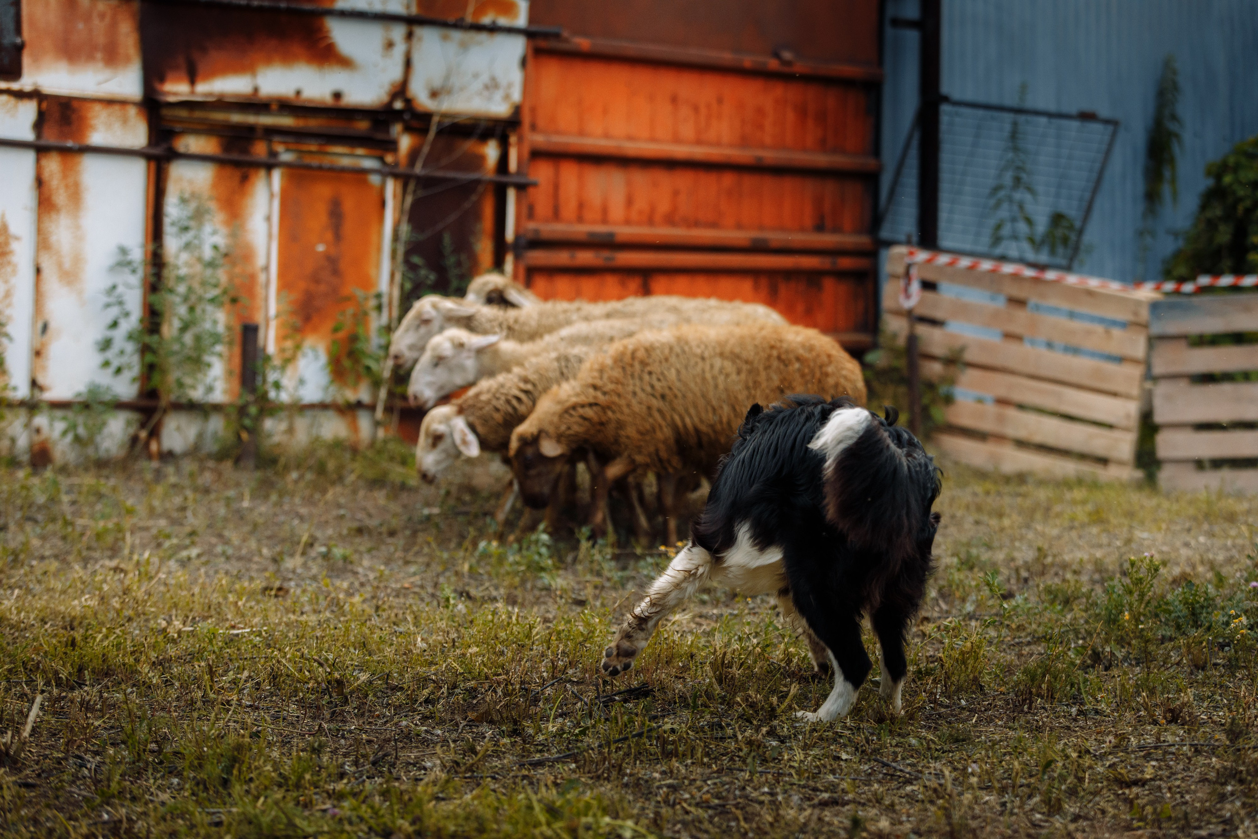 Овечий день. О нас