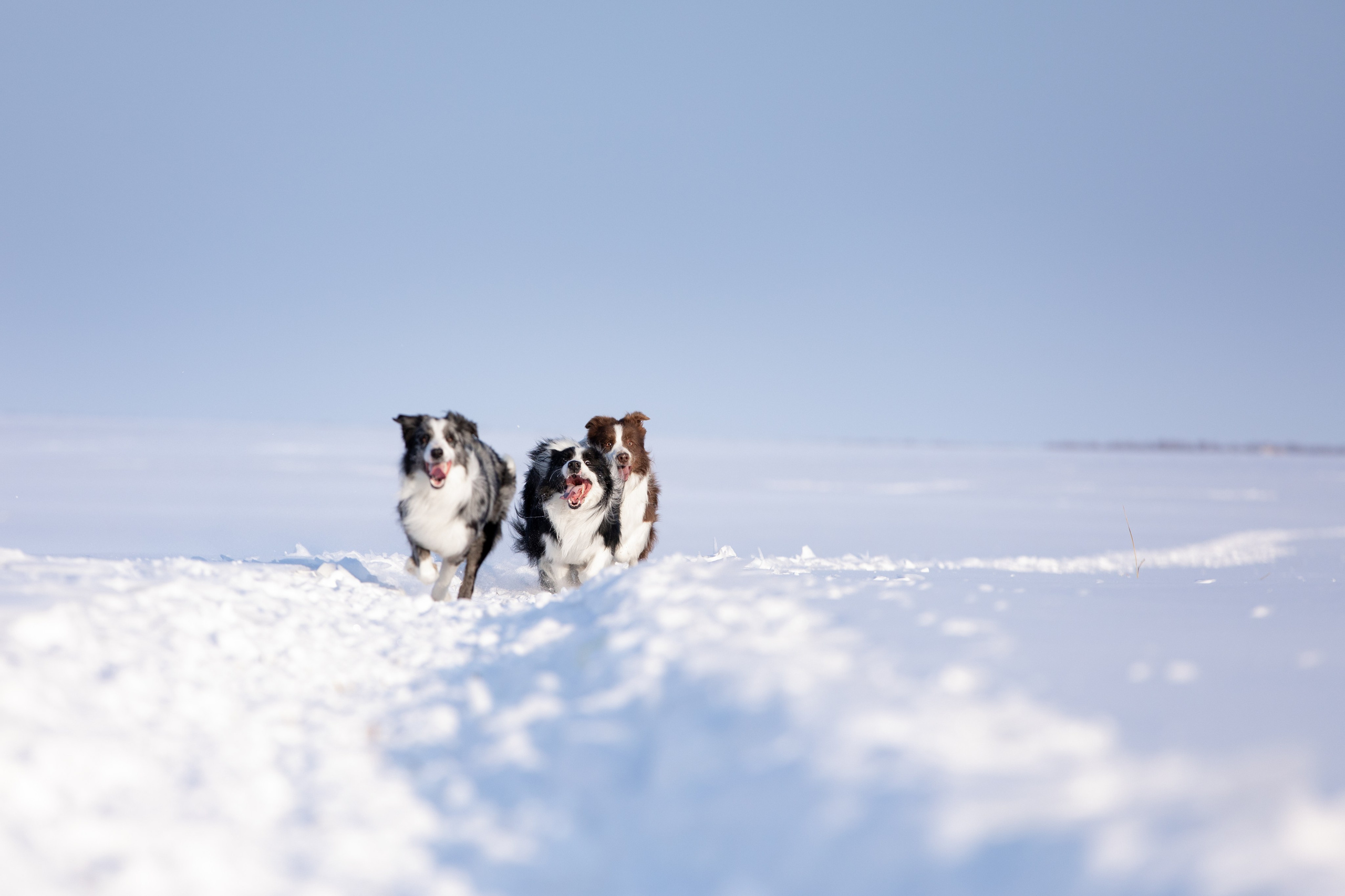 Мороз и солнце. О нас