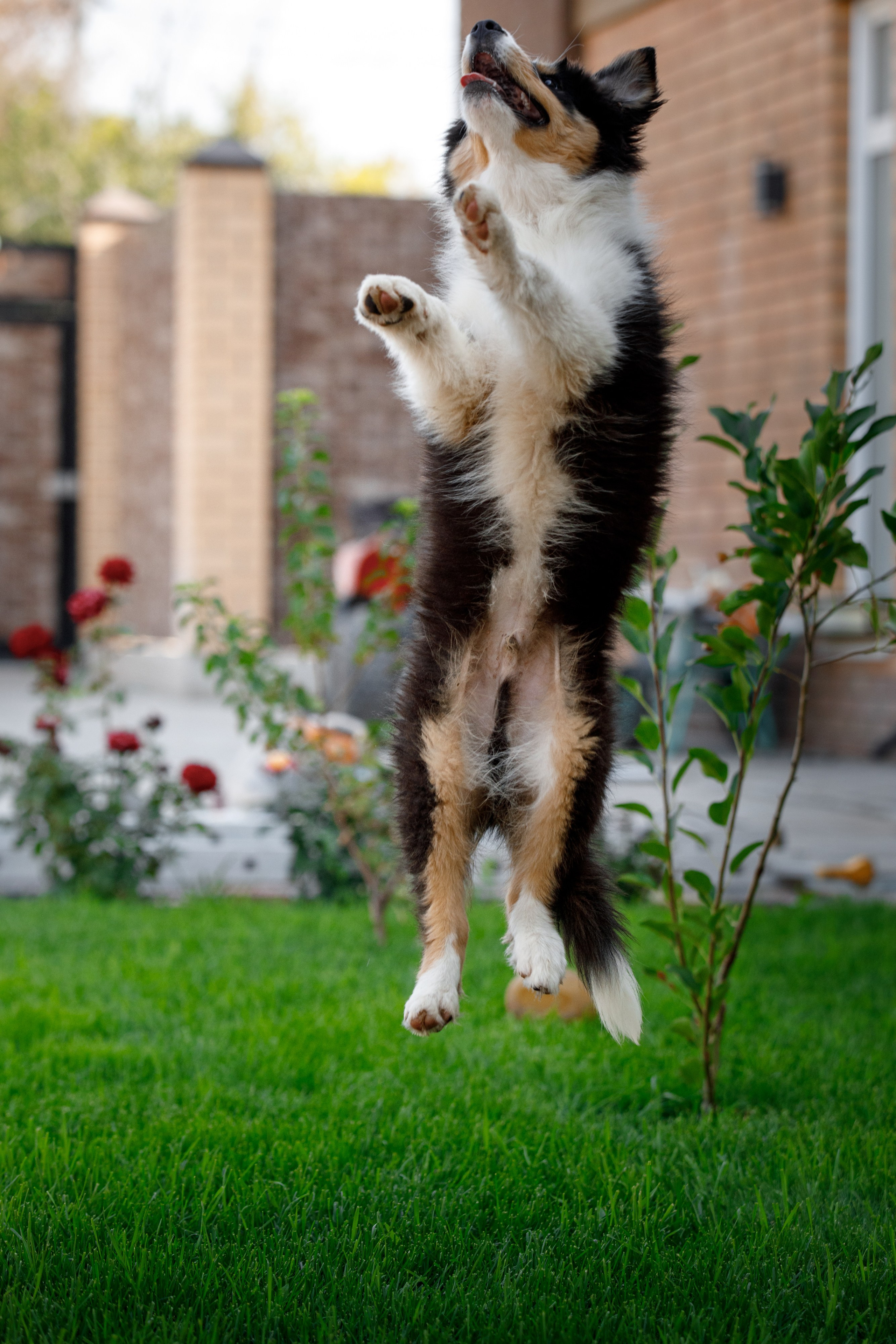 Смешарики. О нас