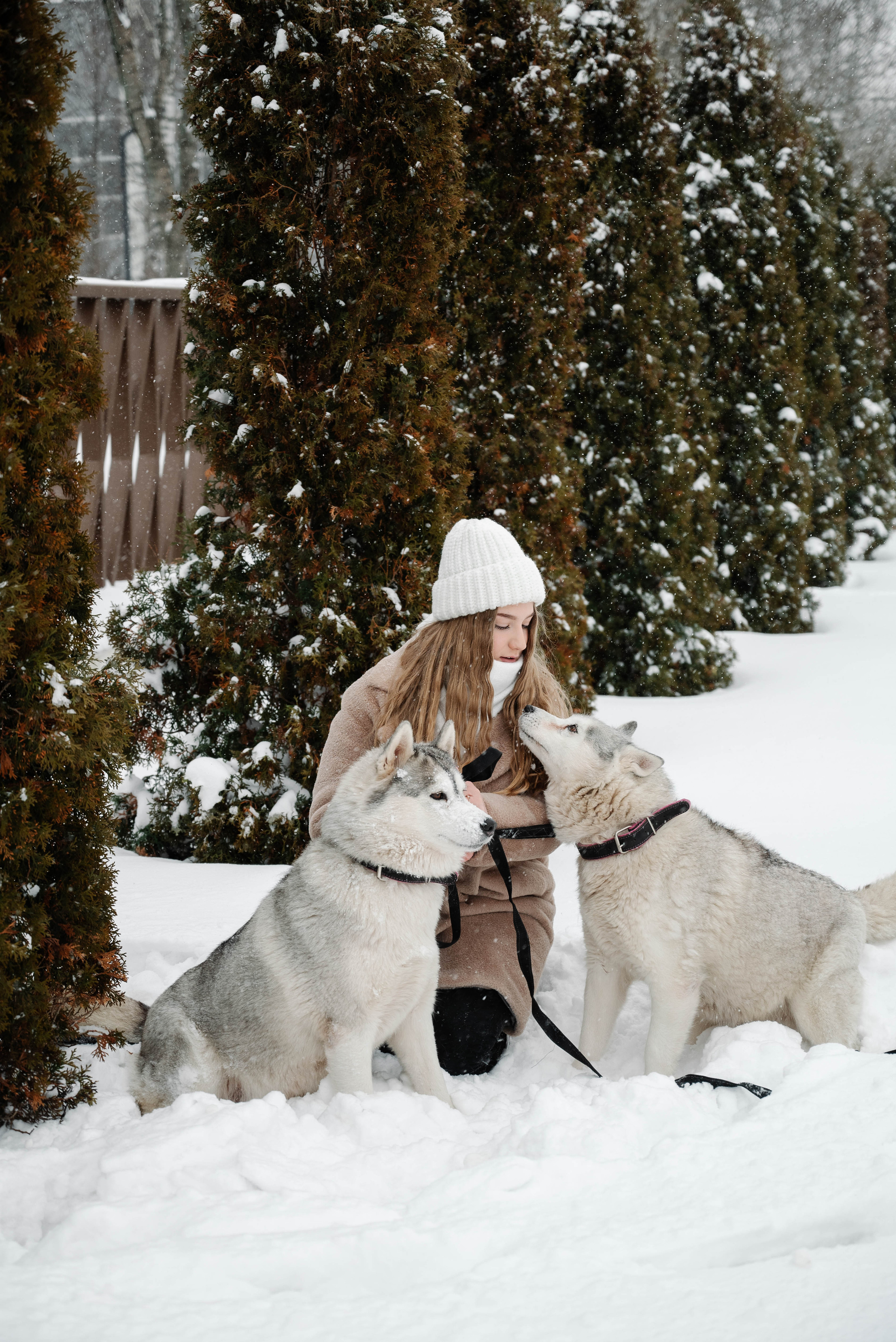 Маша с двумя хаски в снегу. Свадебный и портретный фотограф в Липецке Юлия Свит