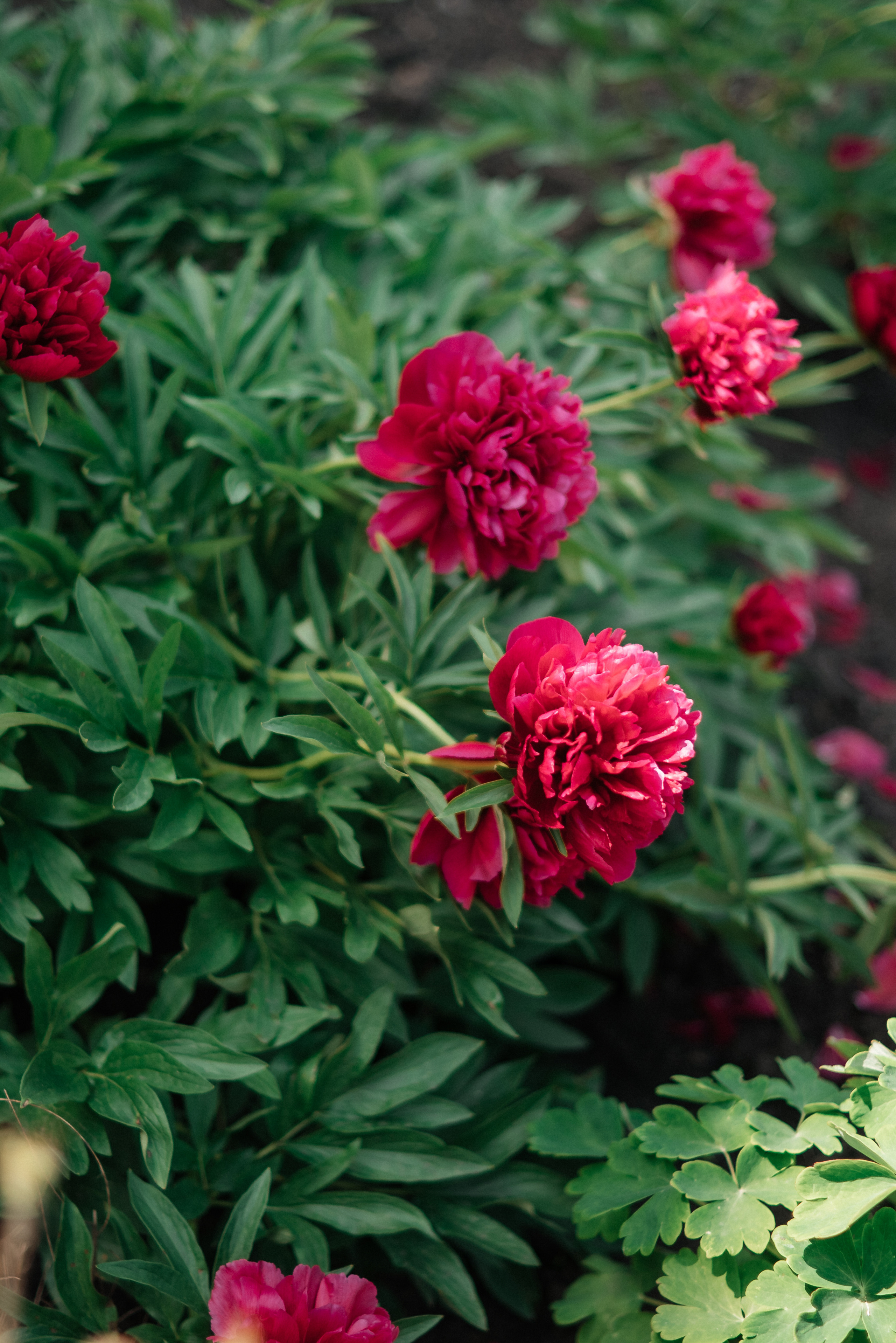 Крестины 6 июня 2022 Вешаловка. Свадебный и портретный фотограф в Липецке Юлия Свит