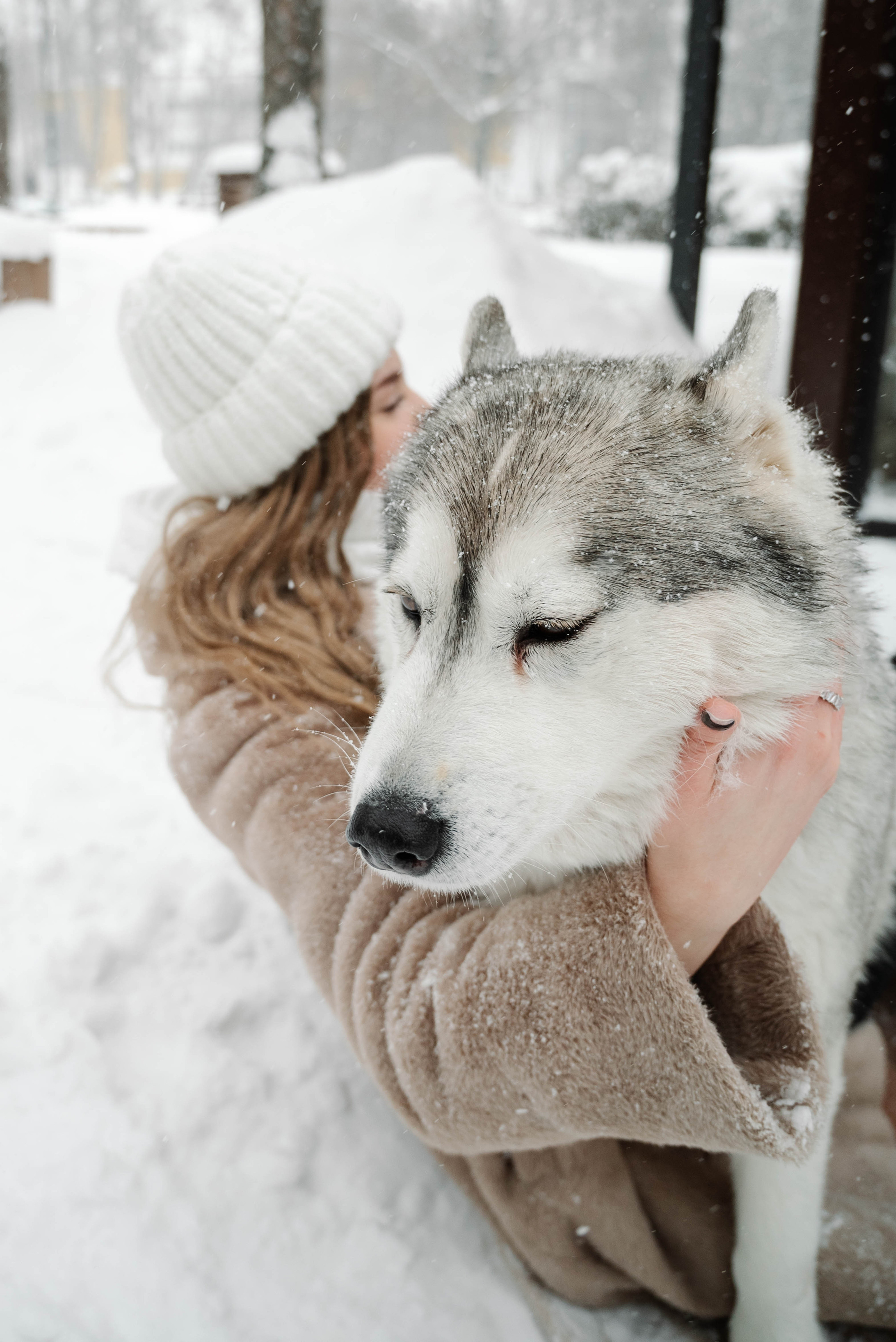 Маша с двумя хаски в снегу. Свадебный и портретный фотограф в Липецке Юлия Свит