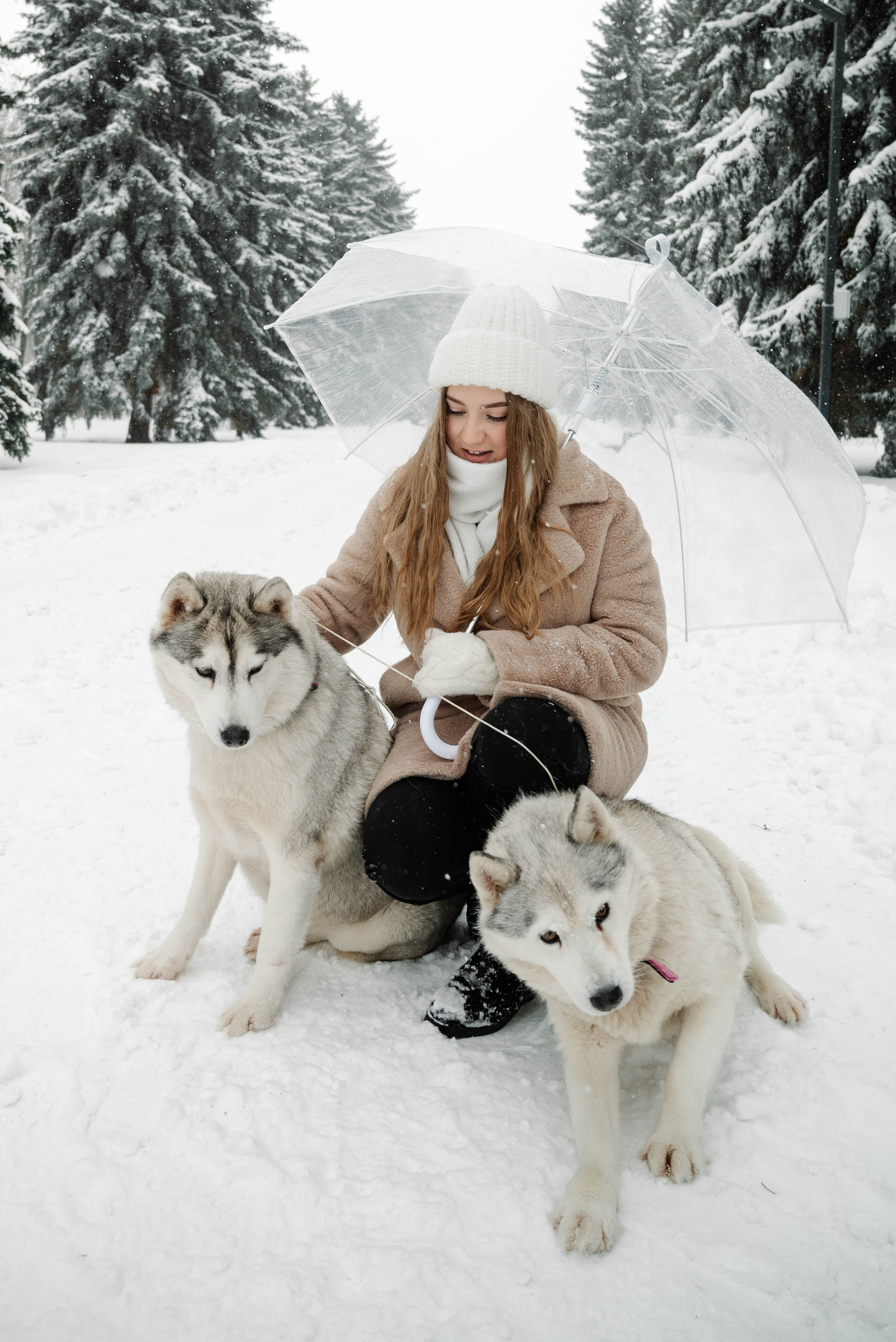 Маша с двумя хаски в снегу. Свадебный и портретный фотограф в Липецке Юлия Свит