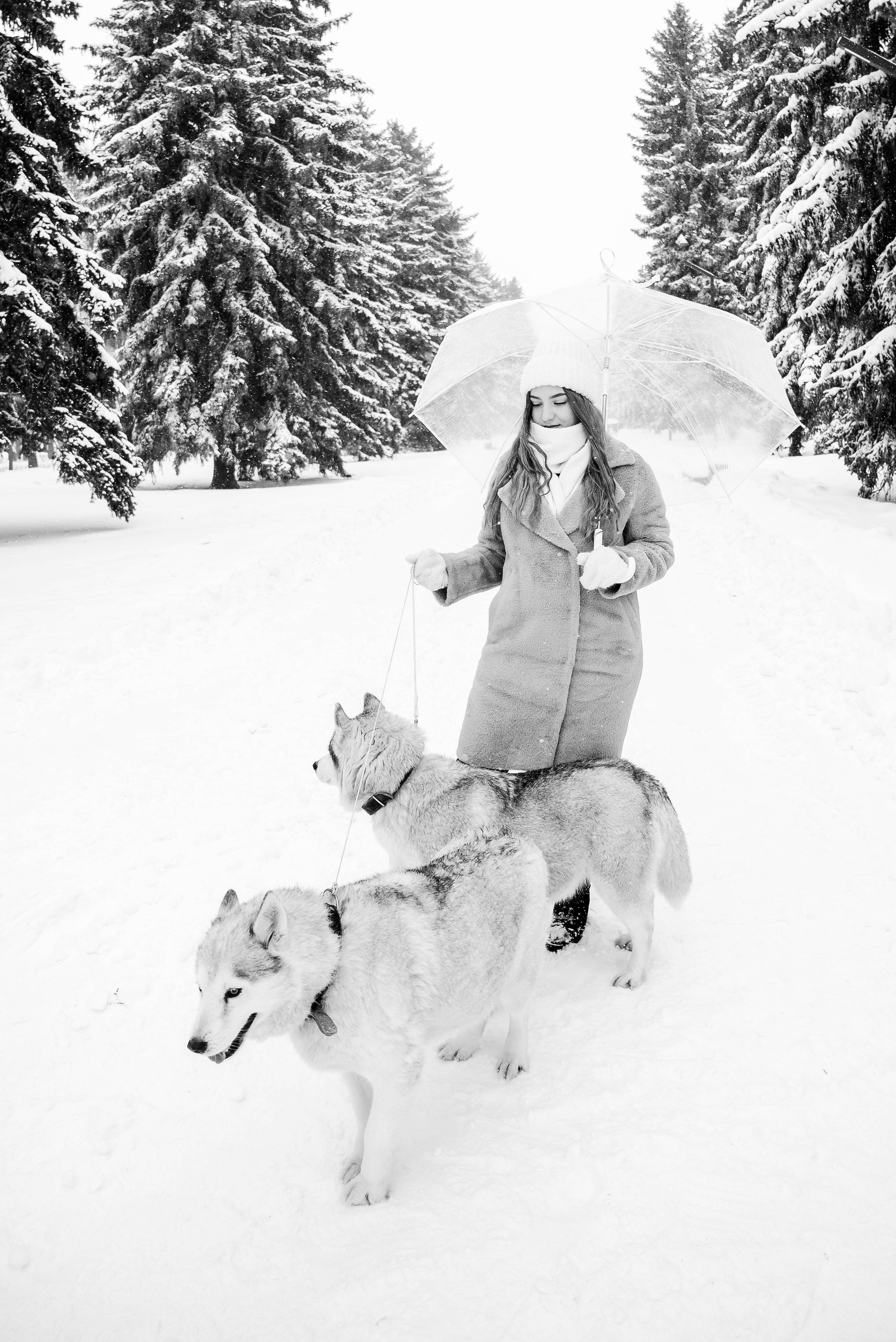 Маша с двумя хаски в снегу. Свадебный и портретный фотограф в Липецке Юлия Свит