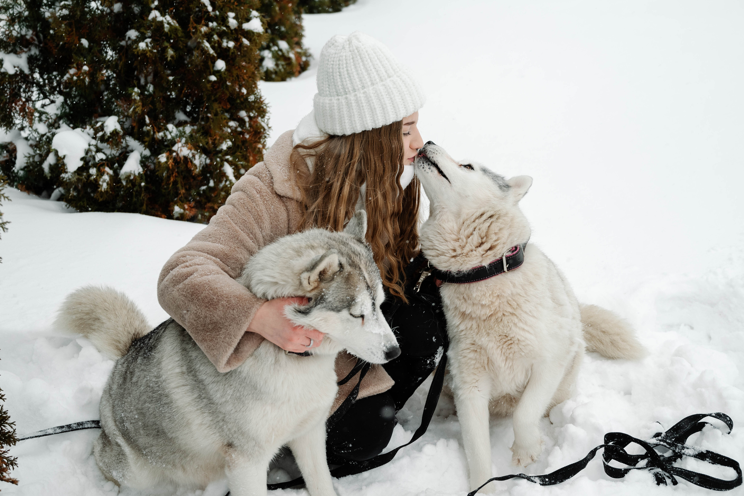 Маша с двумя хаски в снегу. Свадебный и портретный фотограф в Липецке Юлия Свит