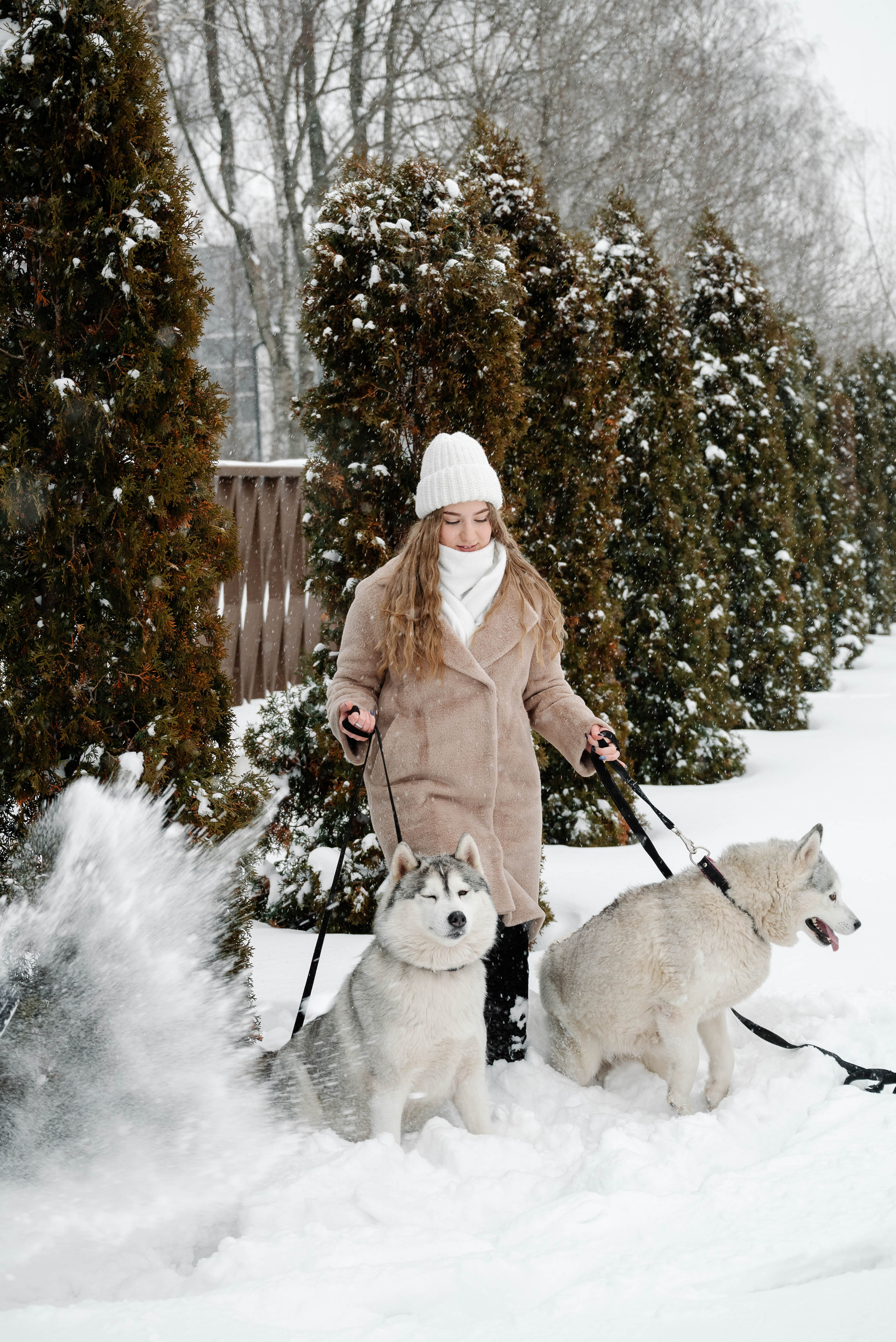 Маша с двумя хаски в снегу. Свадебный и портретный фотограф в Липецке Юлия Свит