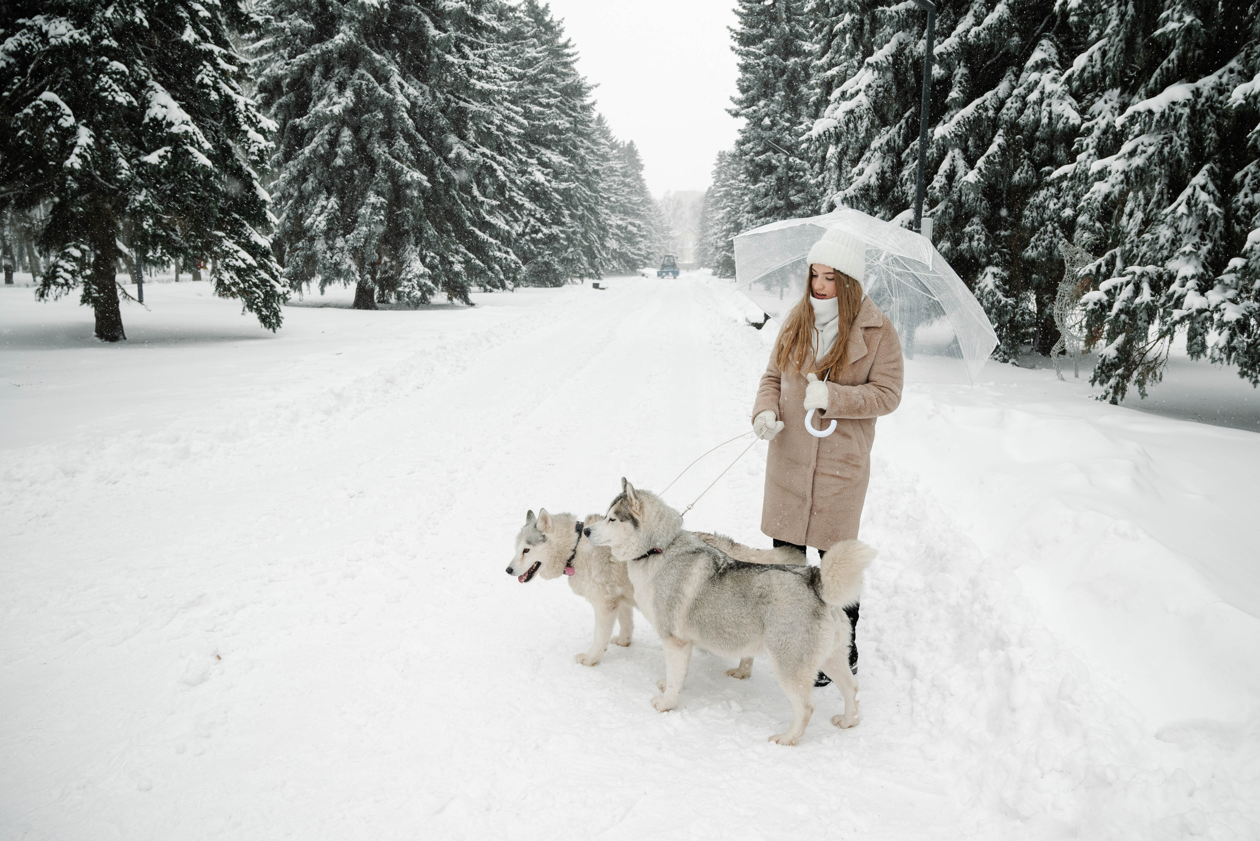 Маша с двумя хаски в снегу. Свадебный и портретный фотограф в Липецке Юлия Свит