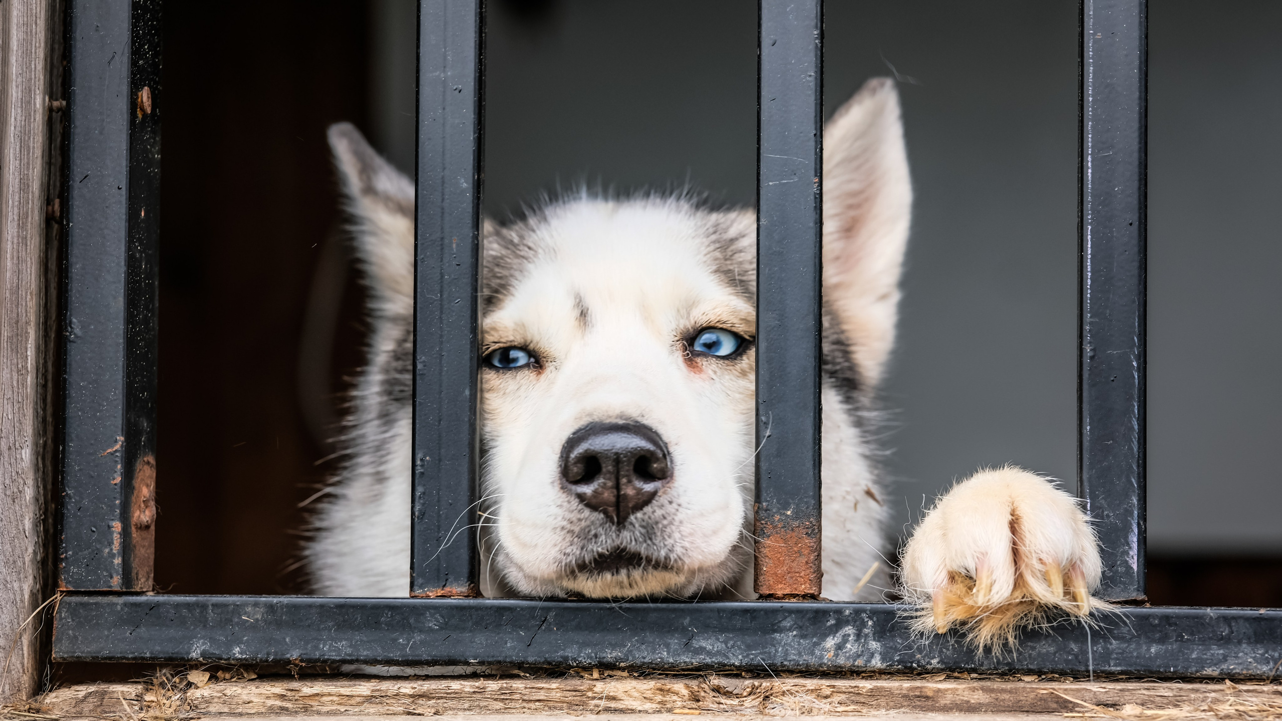 Приют Хаски. KRUTOVA_фотографирую жизнь