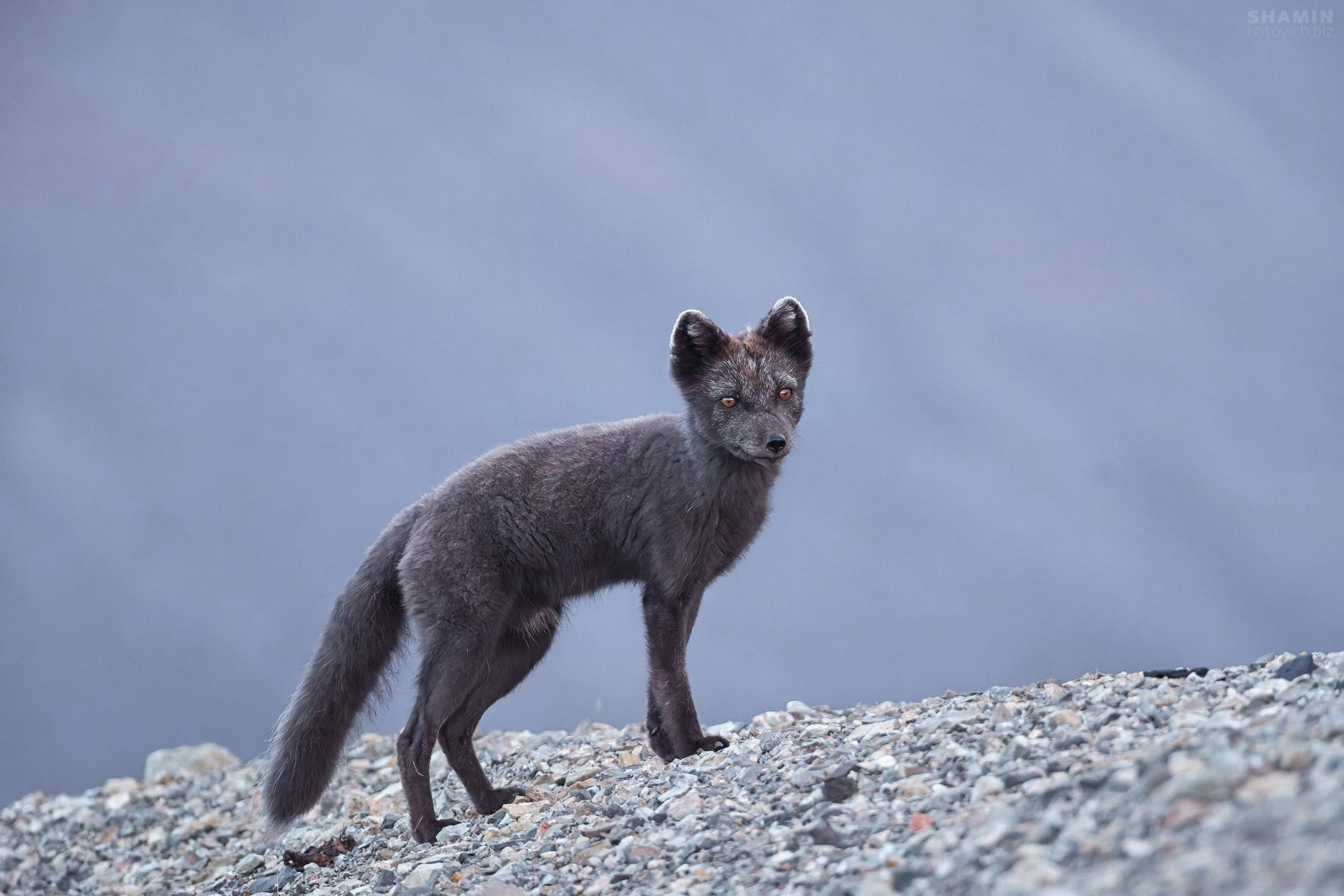 Пейзажи Шпицбергена и Арктики — горы, лед, море и северное небо в фотографиях Константина Шамина
