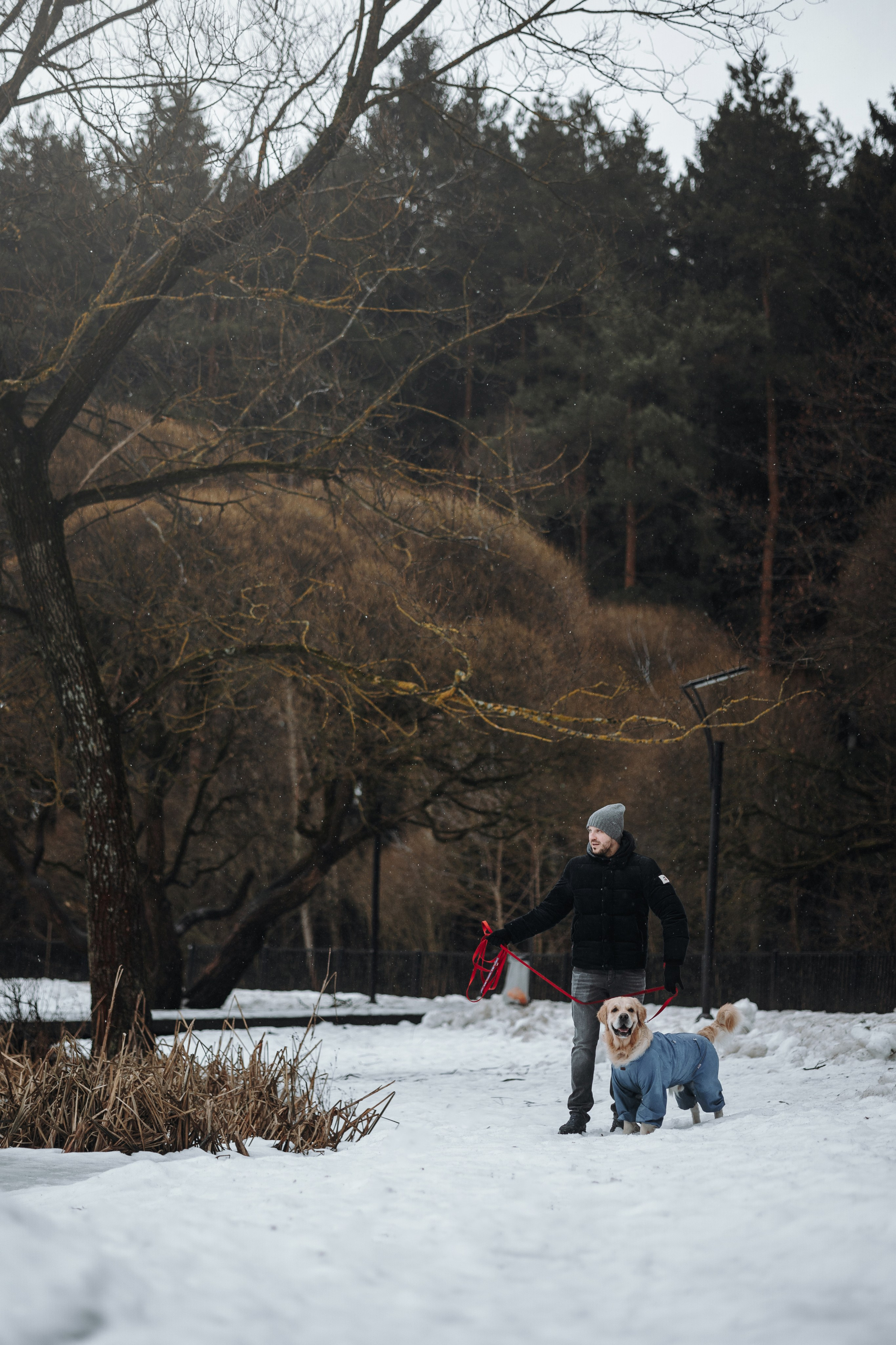 Шелби, Ватсон и ребята. Фотограф — Анималист | Санкт-Петербург