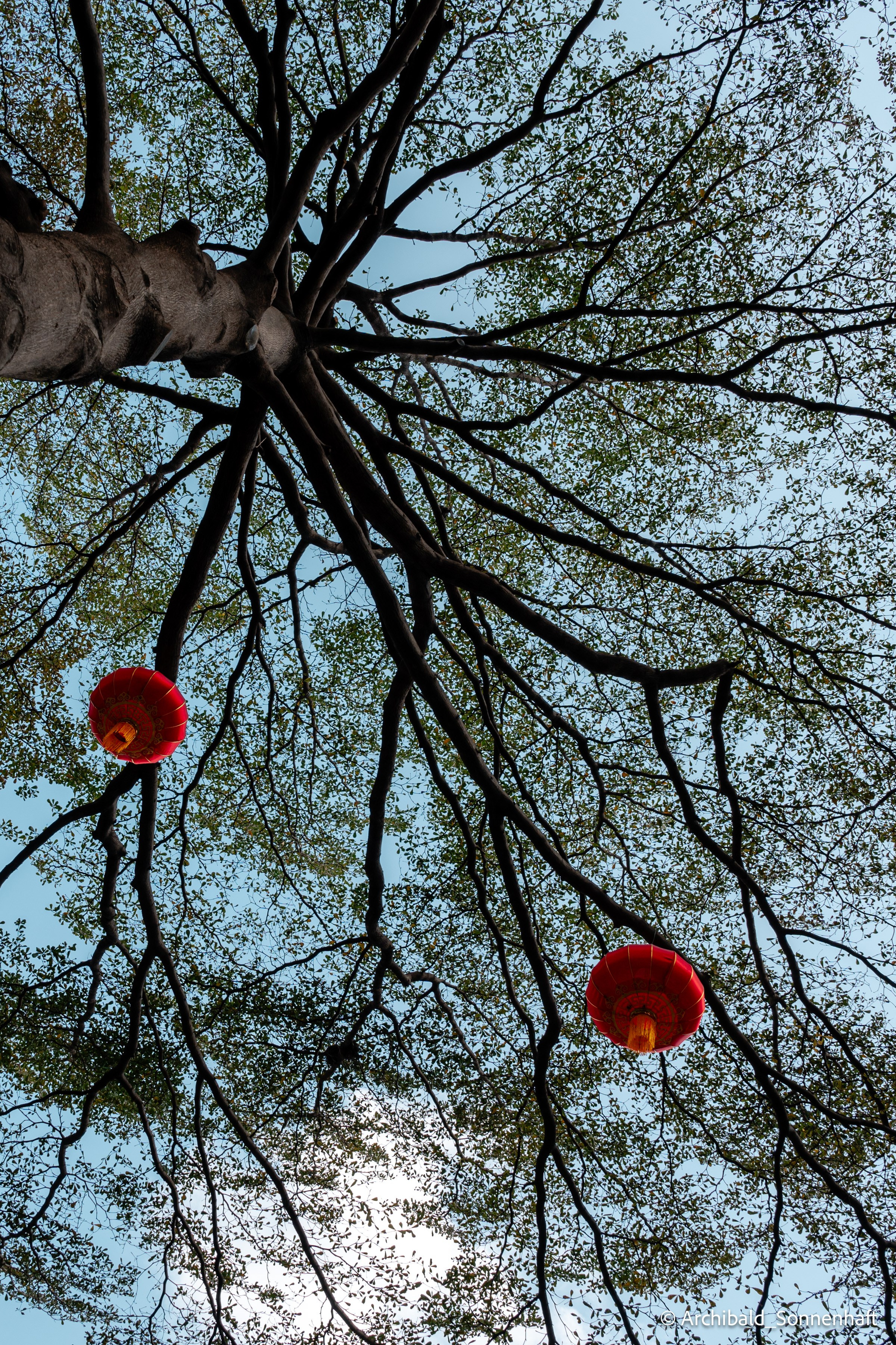 Chinese Lanterns Day. Photographer in Guangzhou, China. Archibald Sonnenhaft