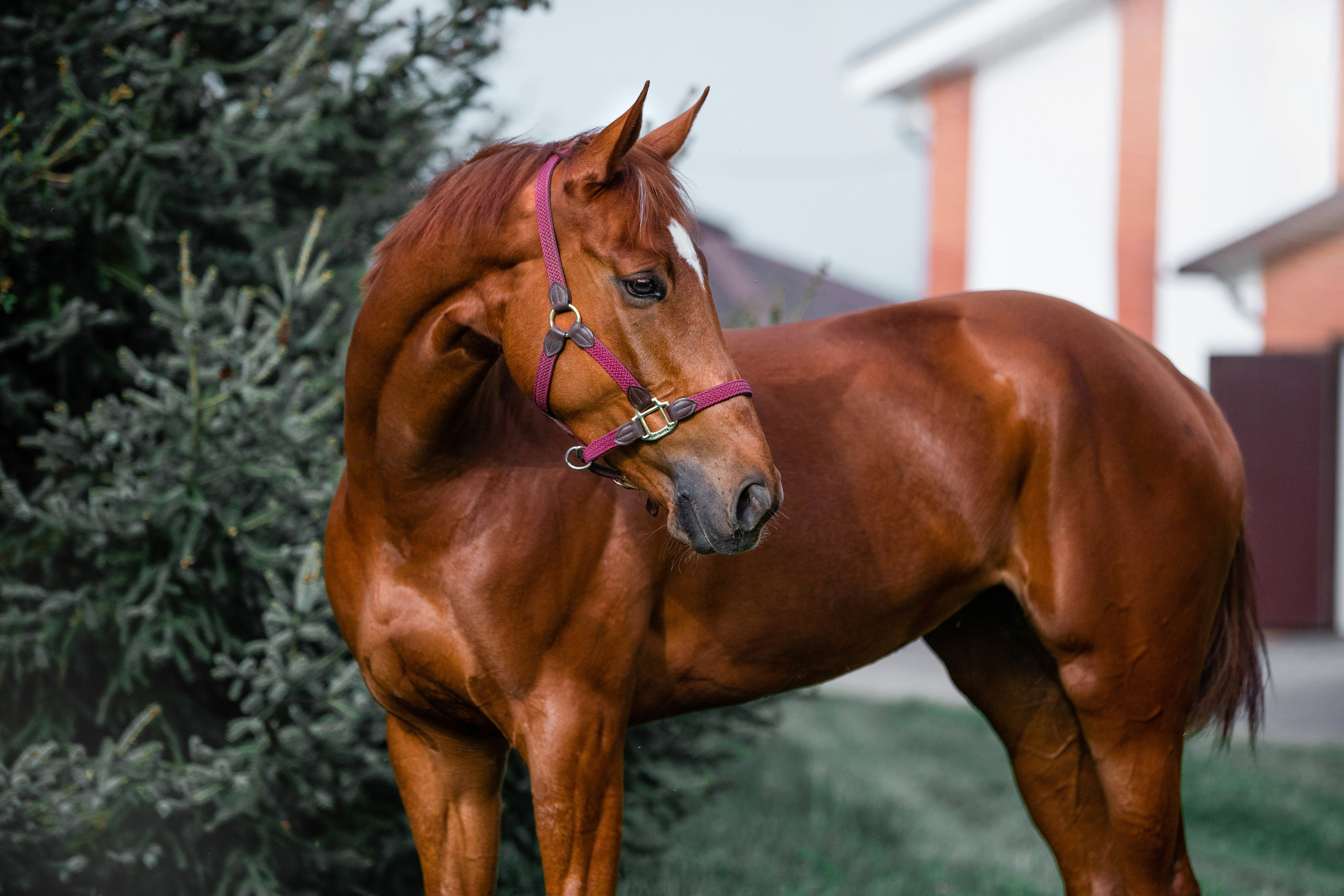 На природе. Фотограф-анималист Ксендзова Кристина