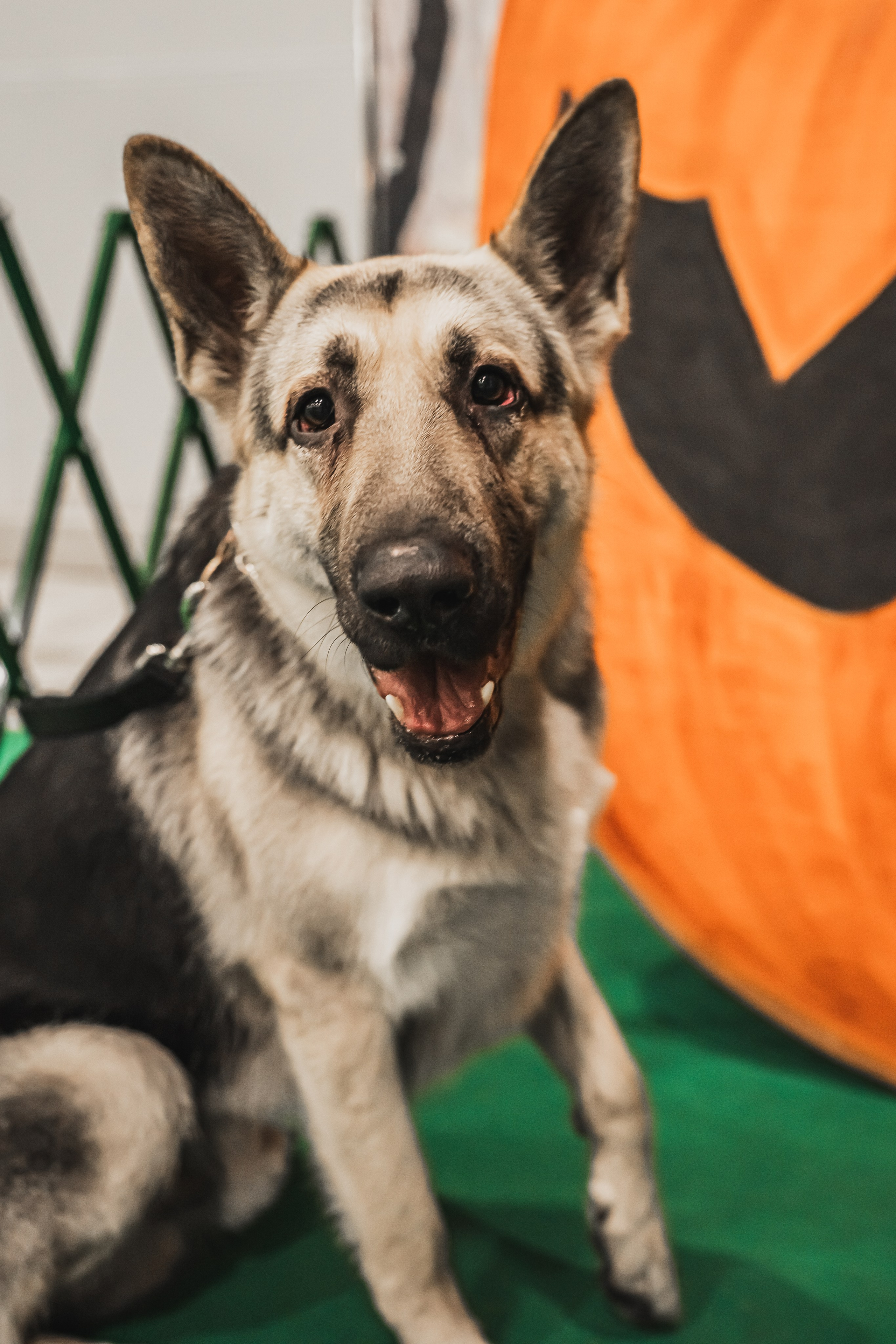 Международная выставка собак всех пород. Репортажный фотограф Анастасия Рубцова