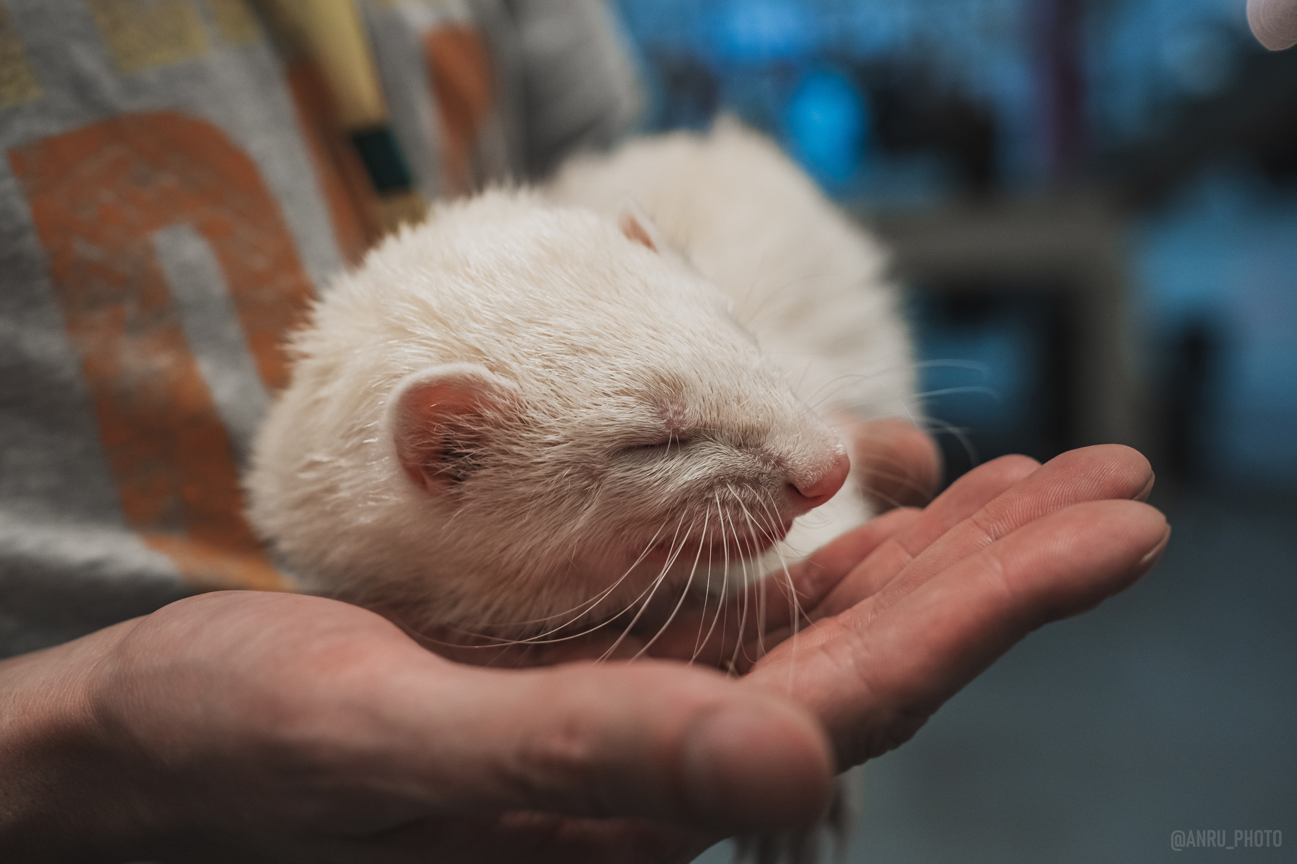 Fox Family fest. Репортажный фотограф Анастасия Рубцова