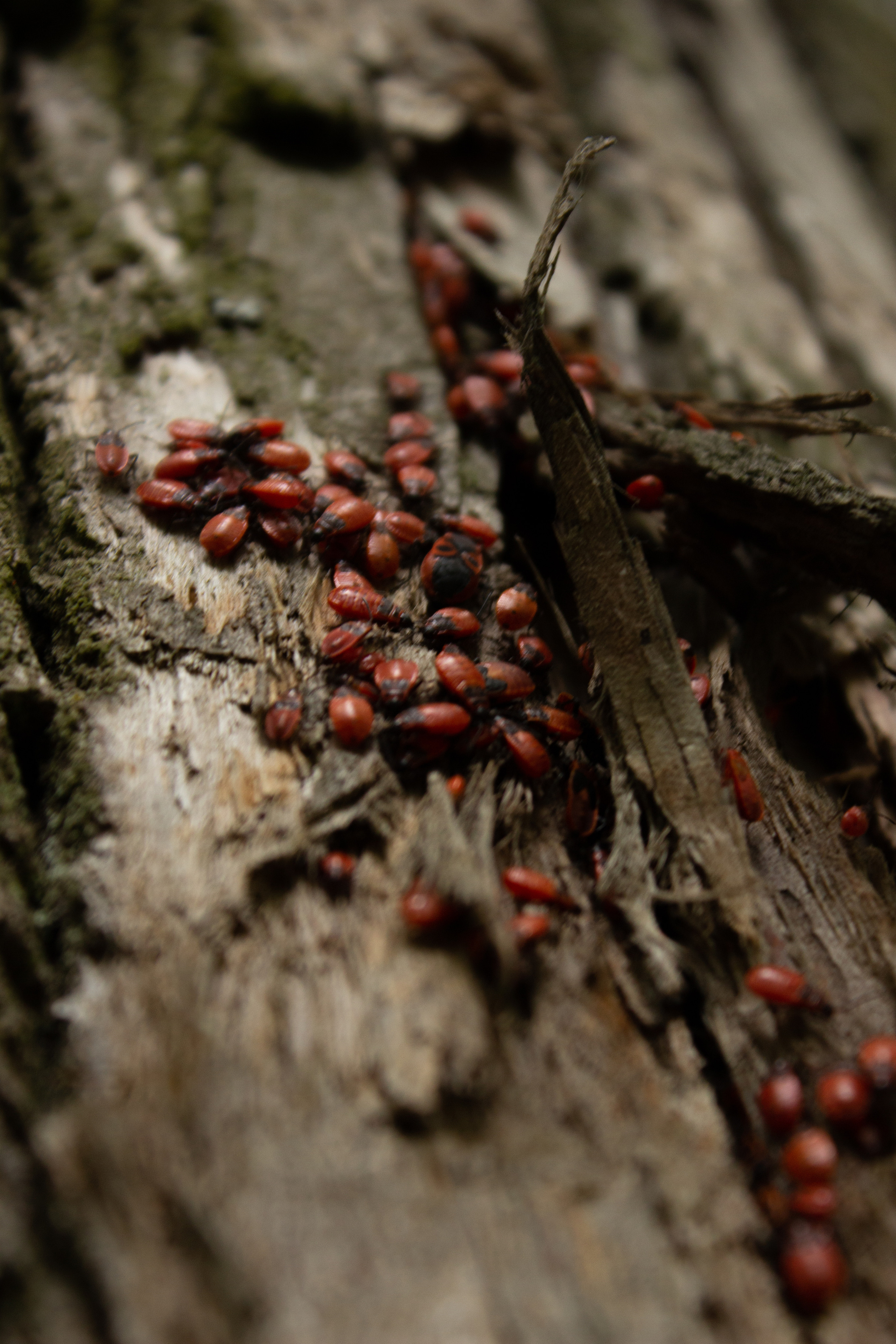 Пейзажи и натюрморты