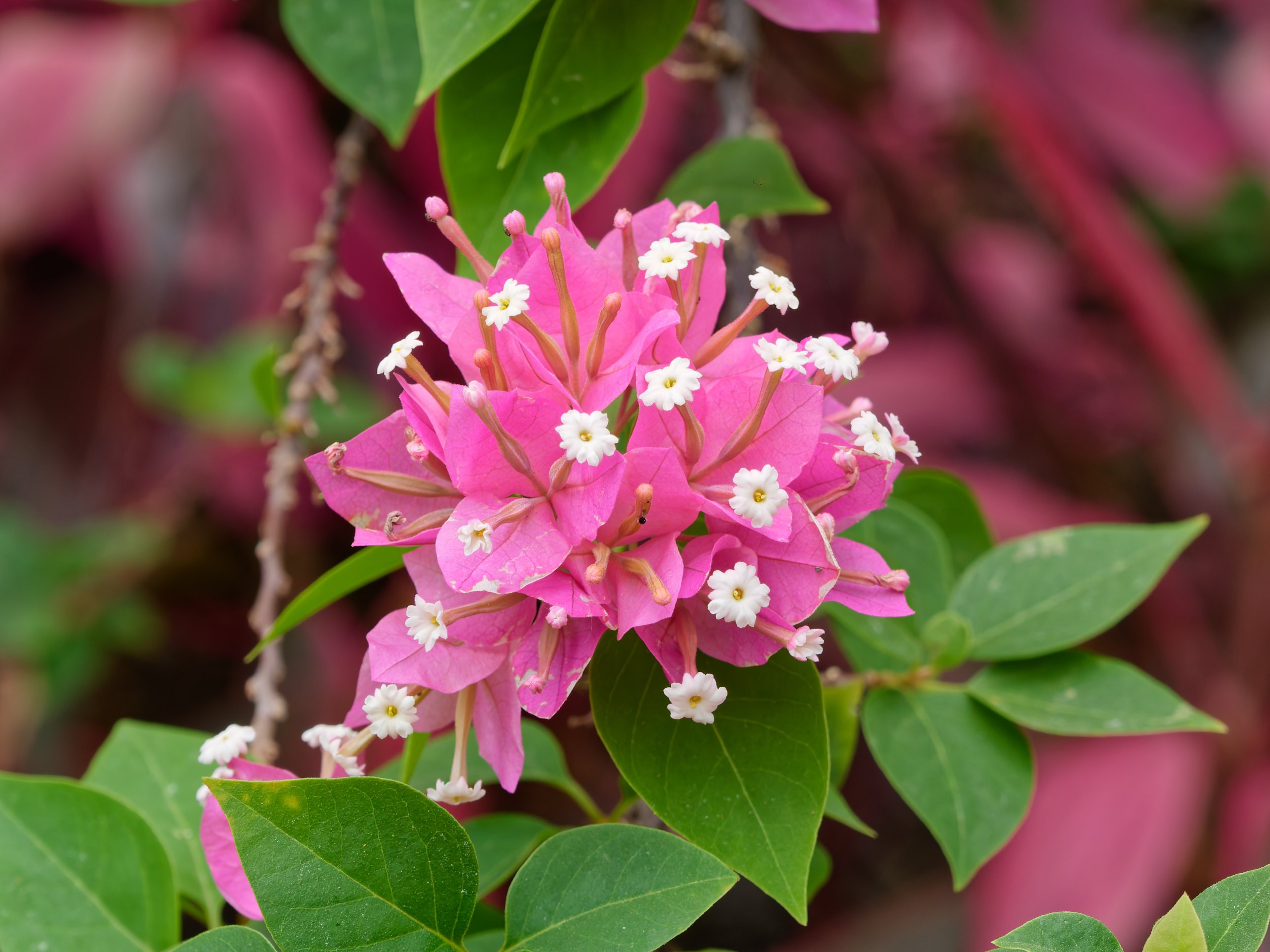 Хайнань 2026, флора, цветы и деревья. Фотопрогулки по Миру