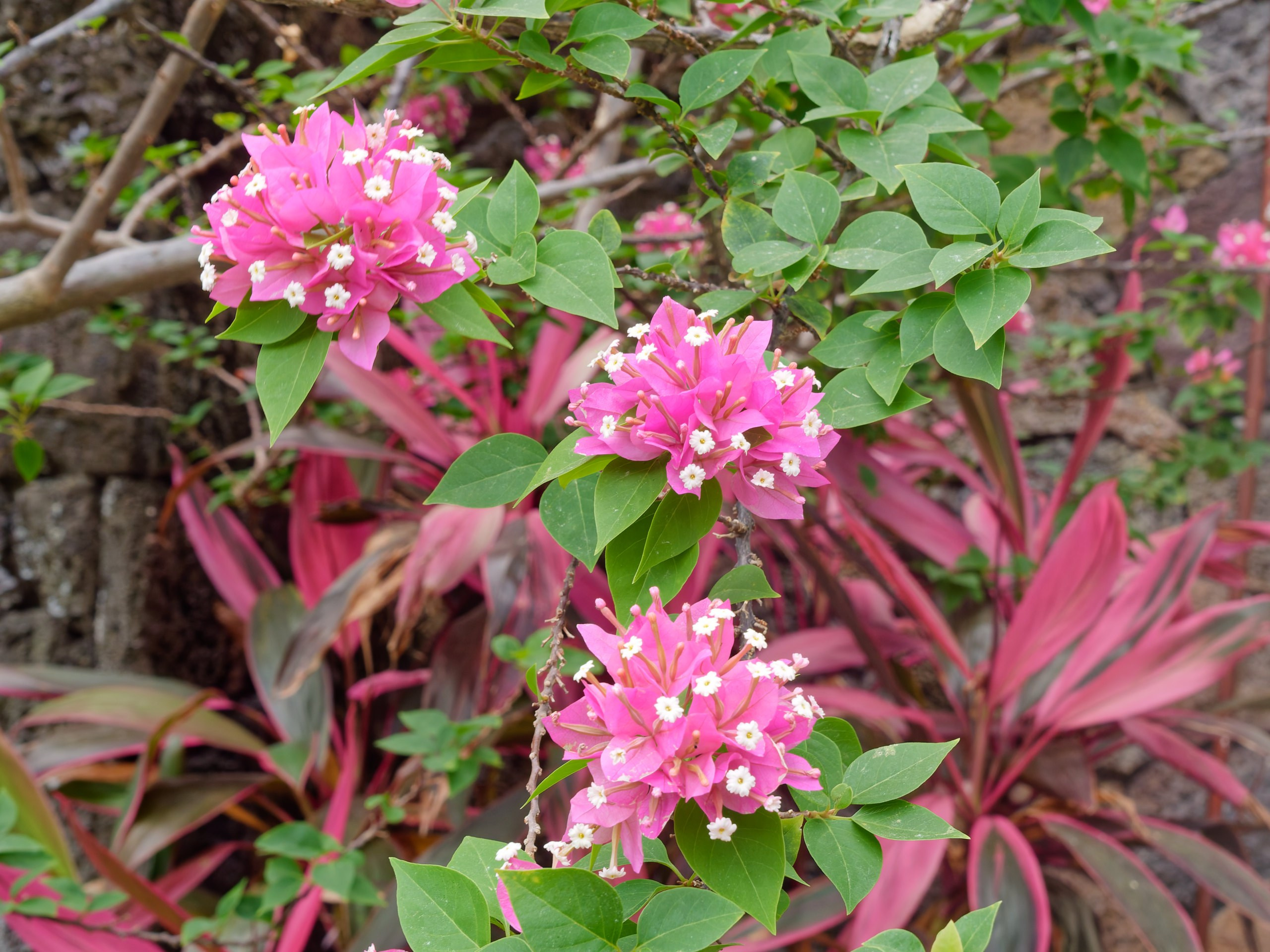 Хайнань 2026, флора, цветы и деревья. Фотопрогулки по Миру