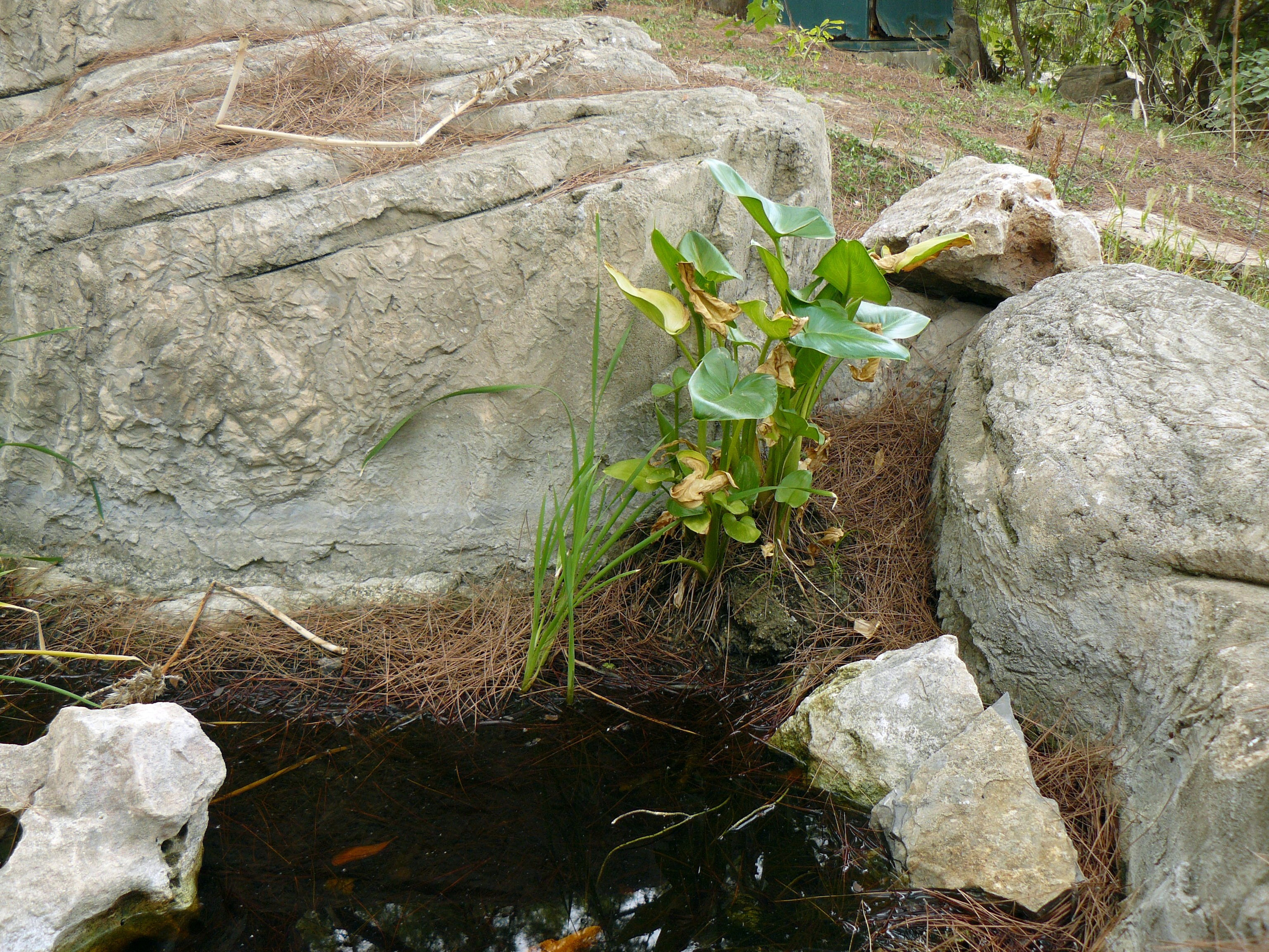 Кемер, Чамьюва 2008. Избранные фотографии