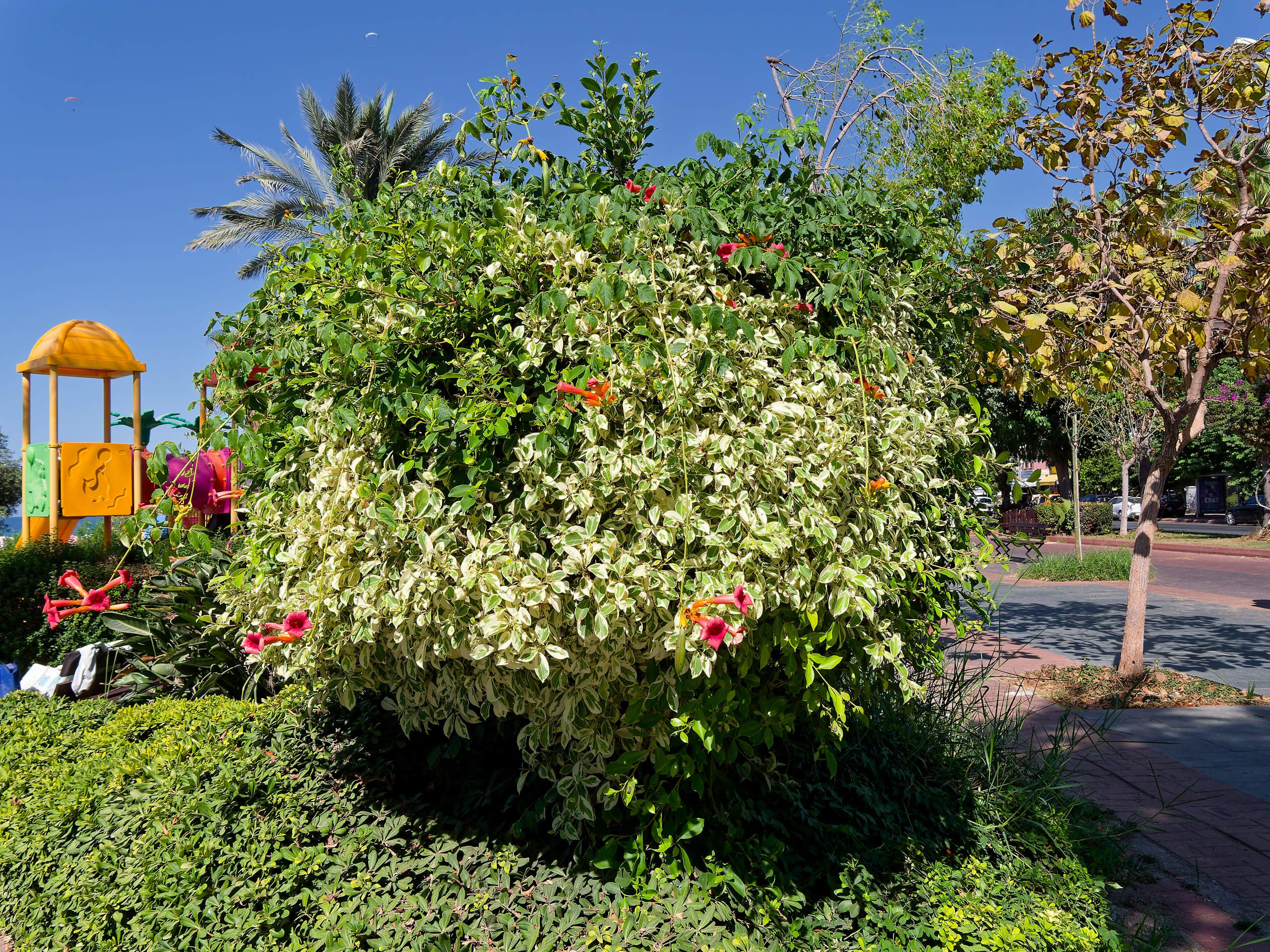 Алания 2025, город, стрит-фото. Избранные фотографии