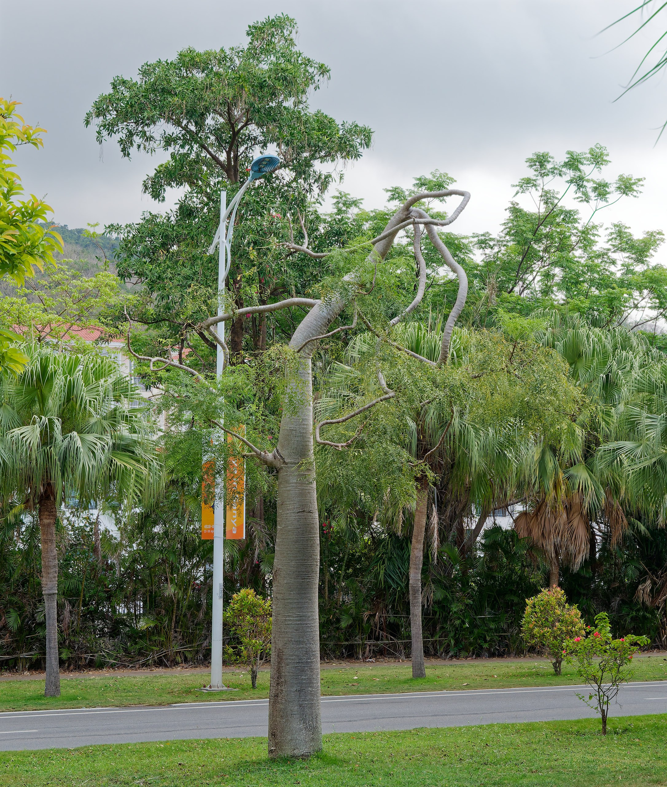 Хайнань 2026, флора, цветы и деревья. Фотопрогулки по Миру