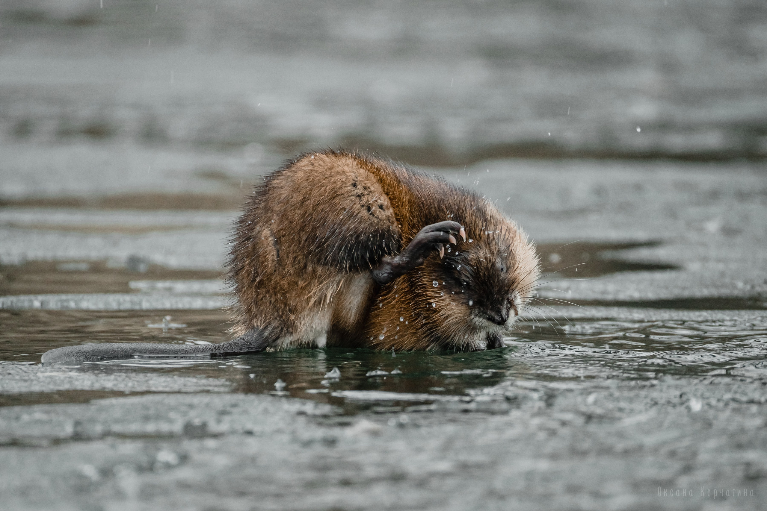 Ондатры. Фотограф в Красноярске Оксана Корчагина