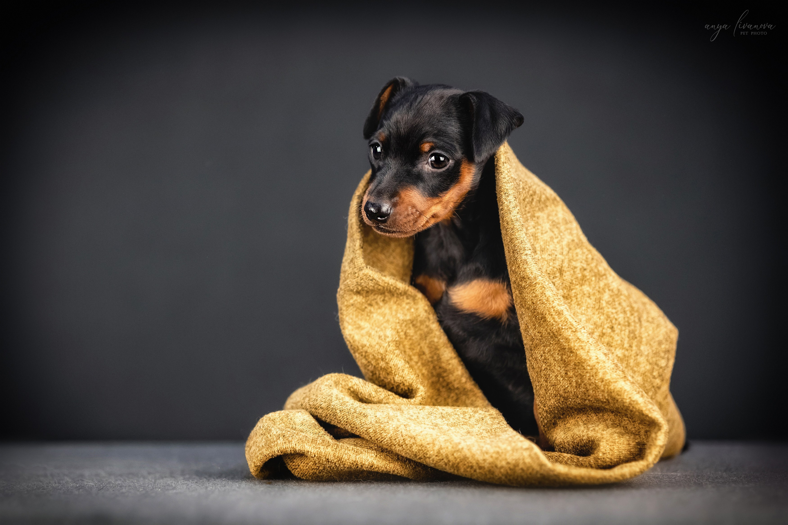 Пинчер. Фотограф анималист Аня Ливанова | Рыбинск