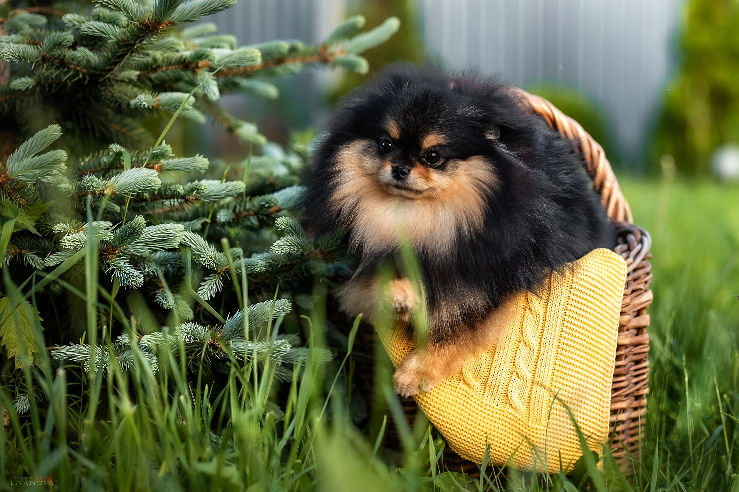 Шпицы. Фотограф анималист Аня Ливанова | Рыбинск