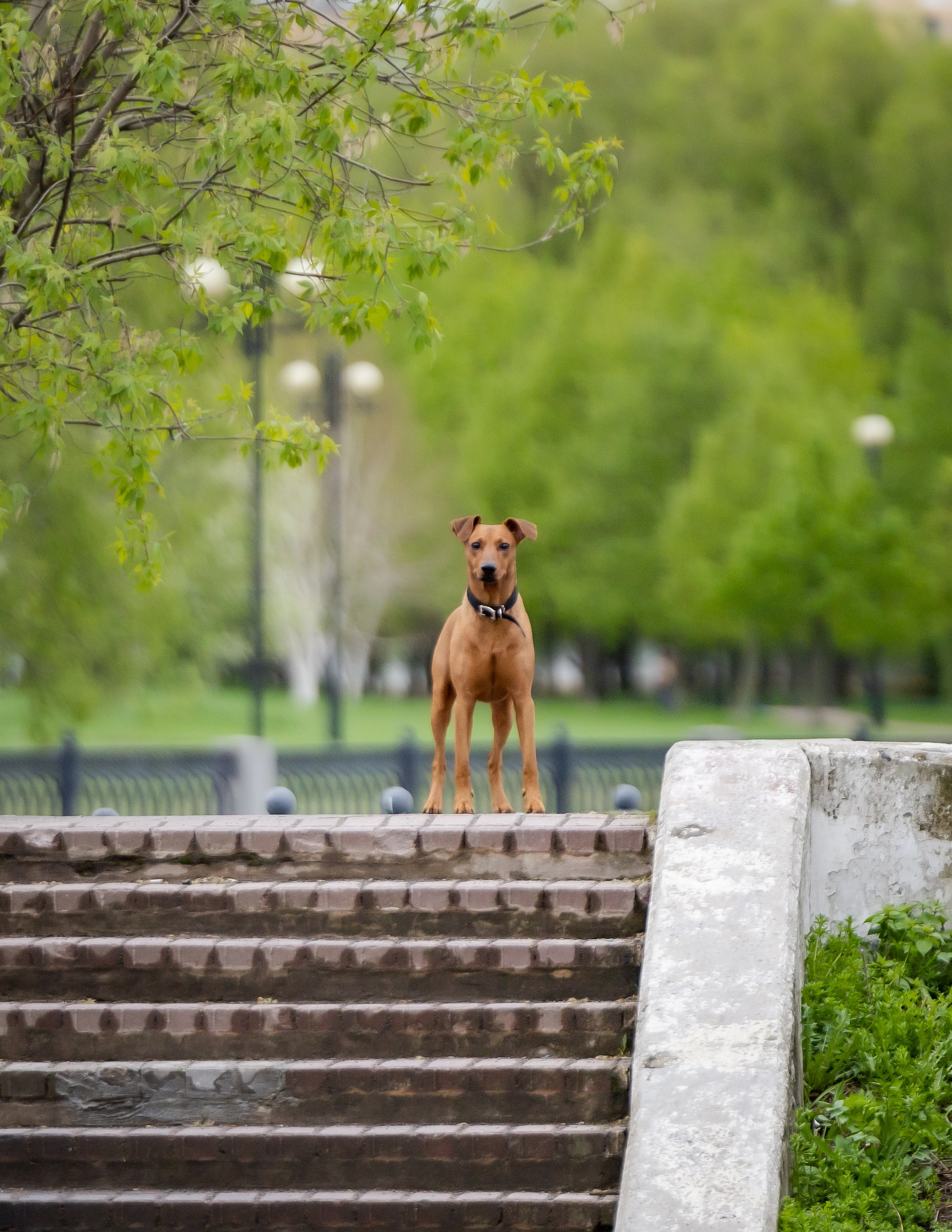 Животные. Фотограф Владимир Охрименко