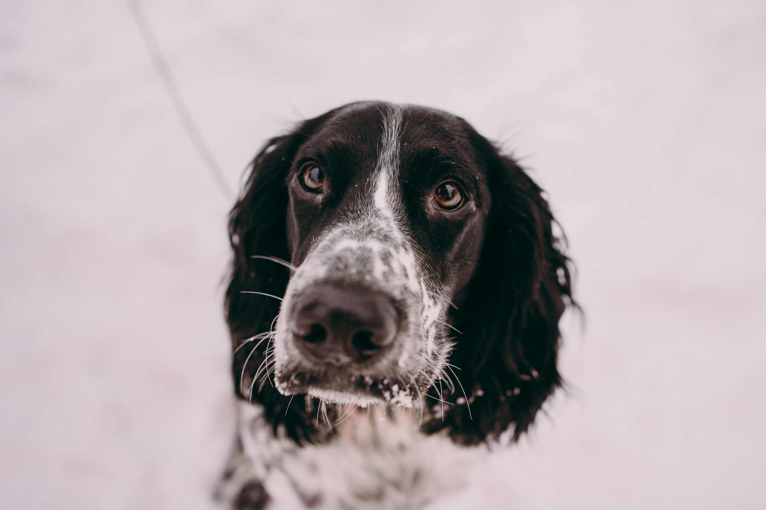 Г. Миасс 2023-2024. Фотограф-анималист Анастасия Большакова