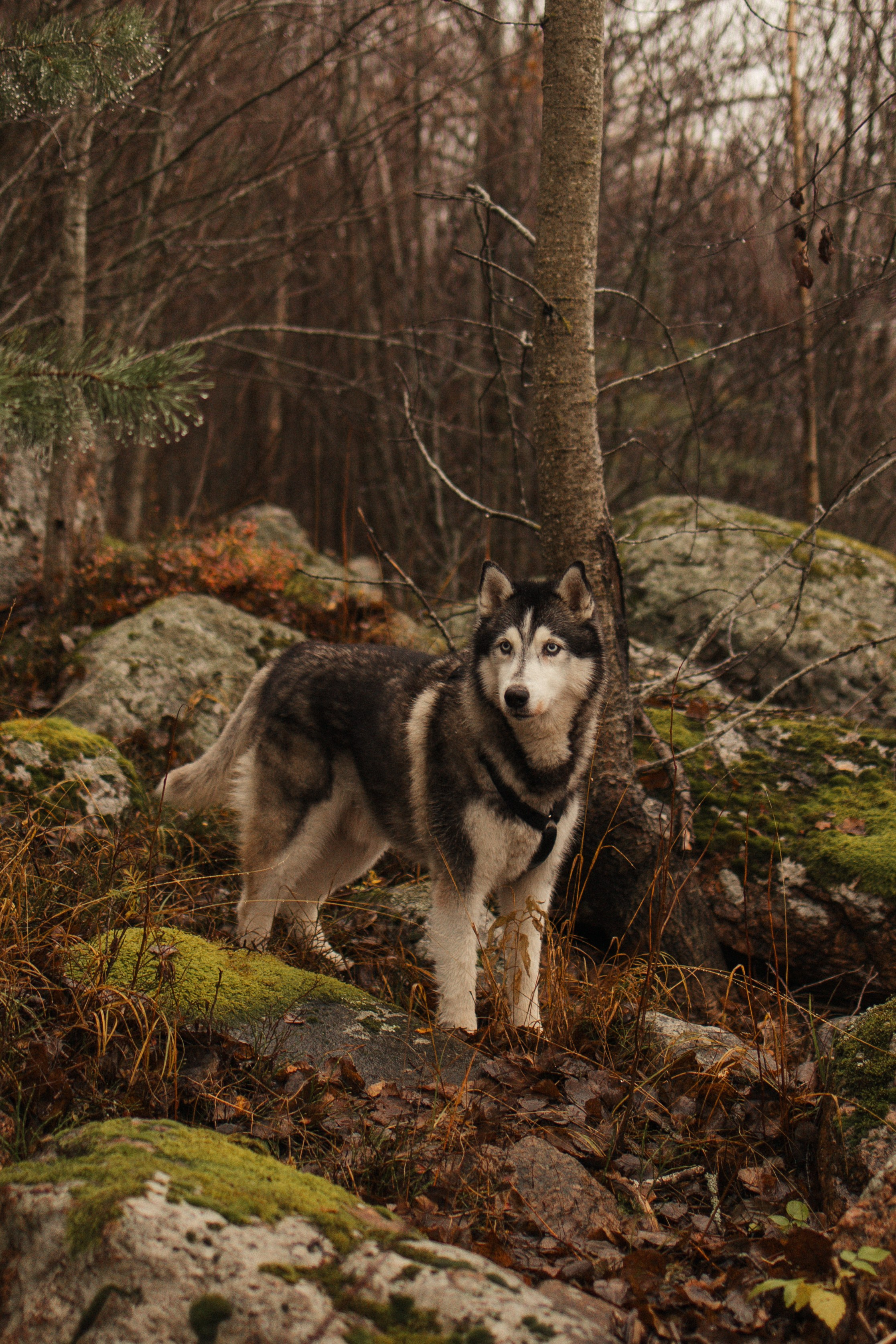 Лена, Глеб, Ральф и Рэй. Фотограф в Выборге и Санкт-Петербурге Маша Гуляева