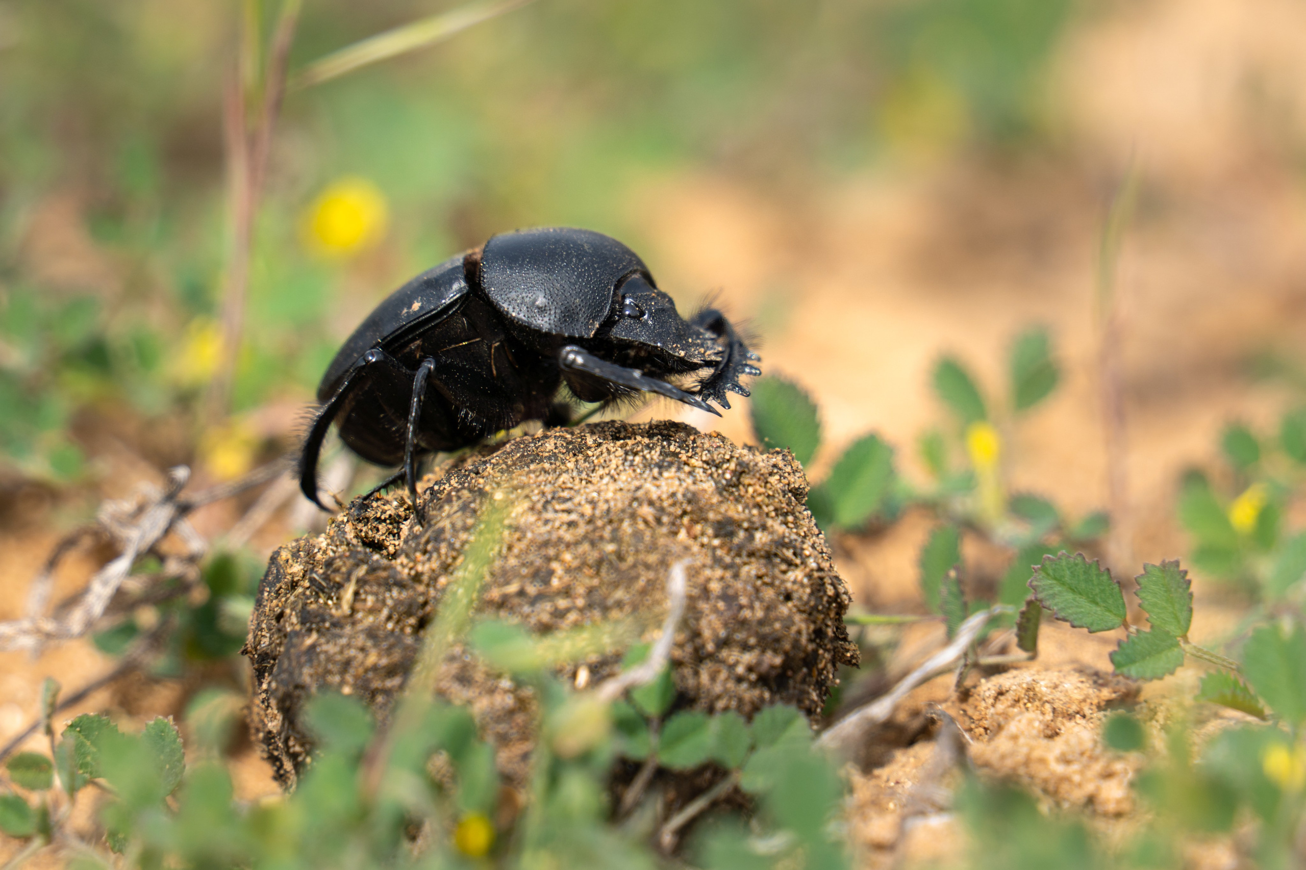 Фотосъемка животных и птиц. Интерьерный и архитектурный фотограф в Москве Панова Ольга