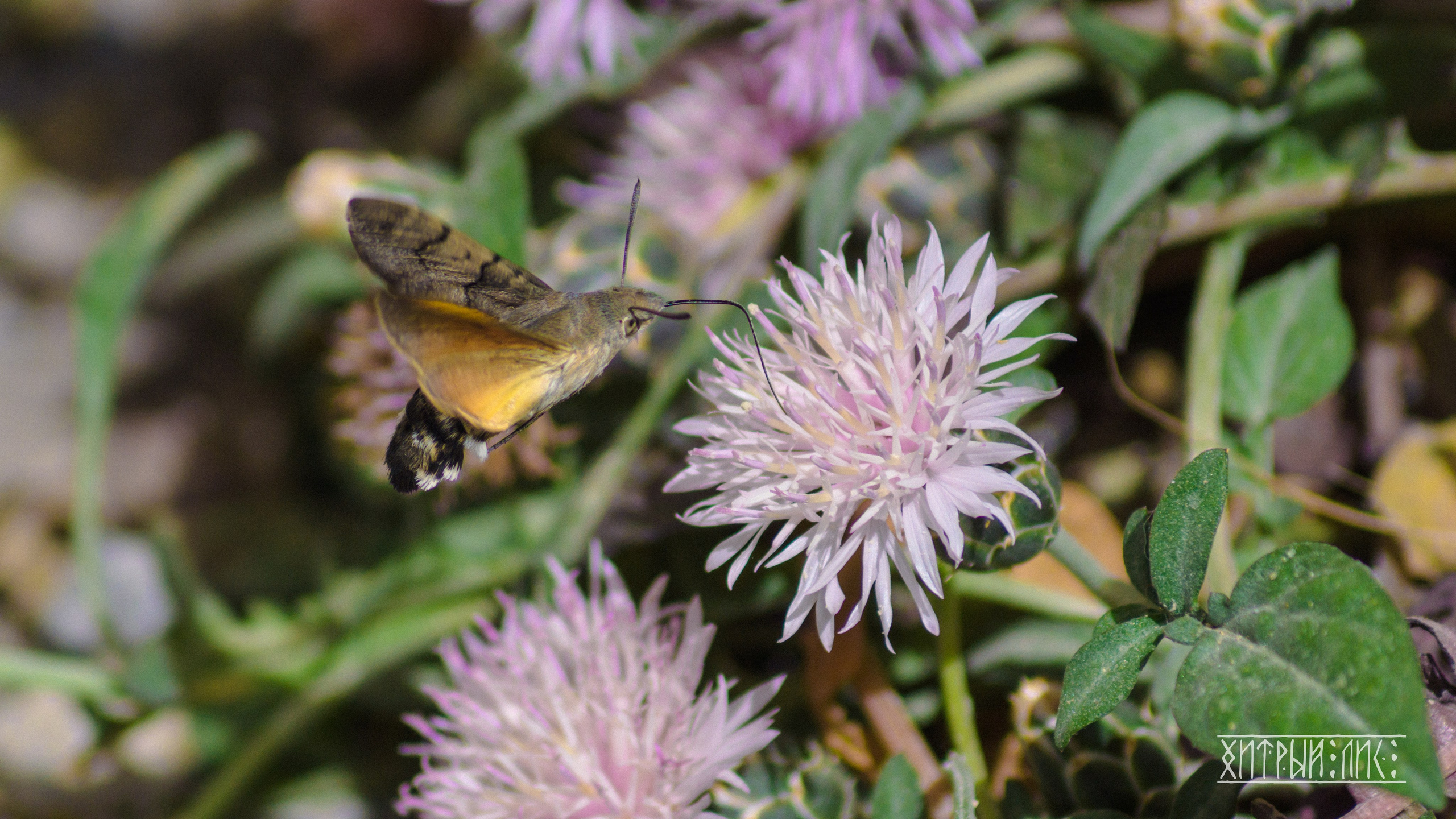 Кипр. Фотограф-путешественник Самойлов Максим «Sly Fox»
