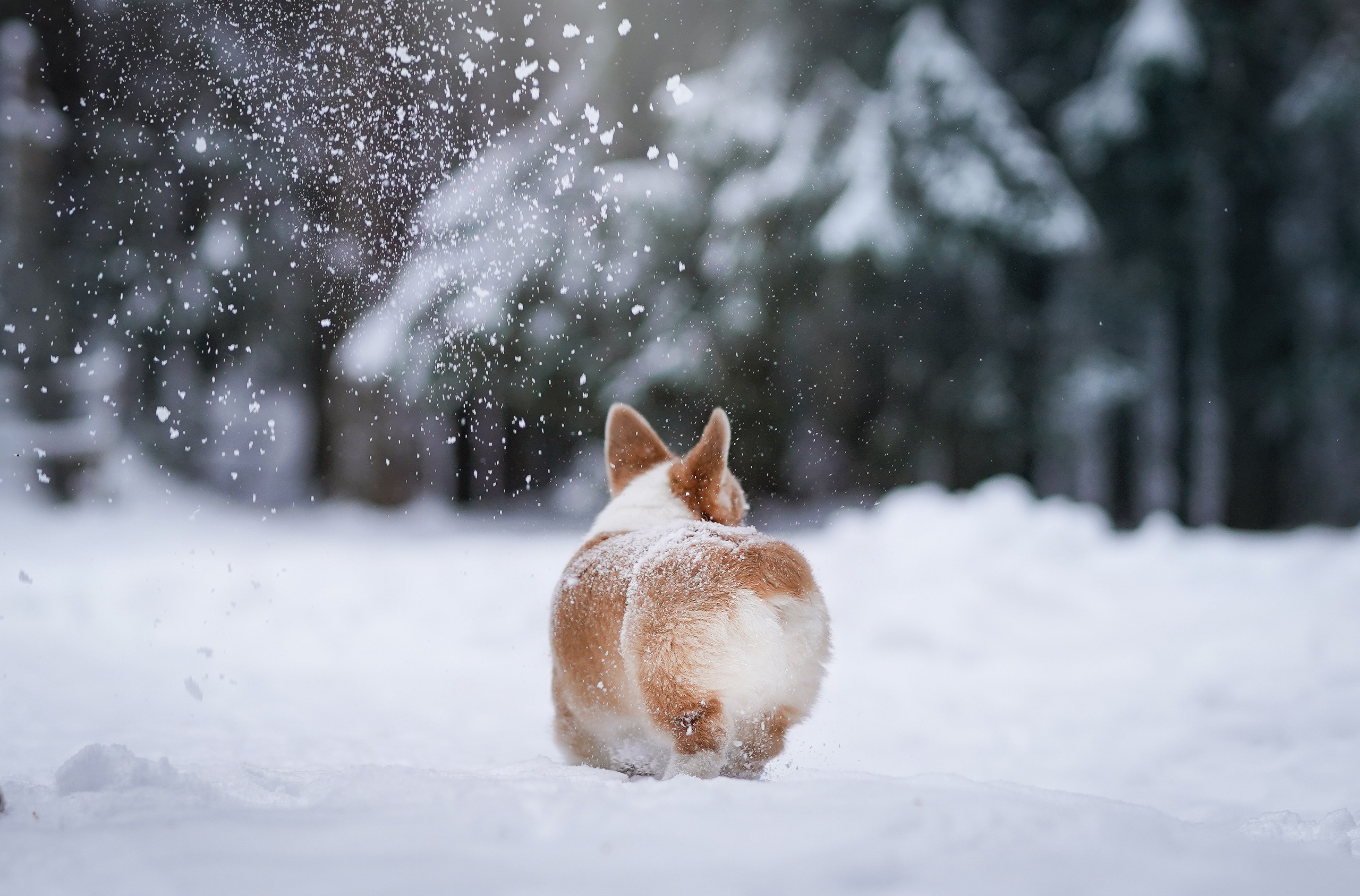 Катя Рокки и Честер. Фотограф-анималист в Санкт-Петербурге Яна Мартынова