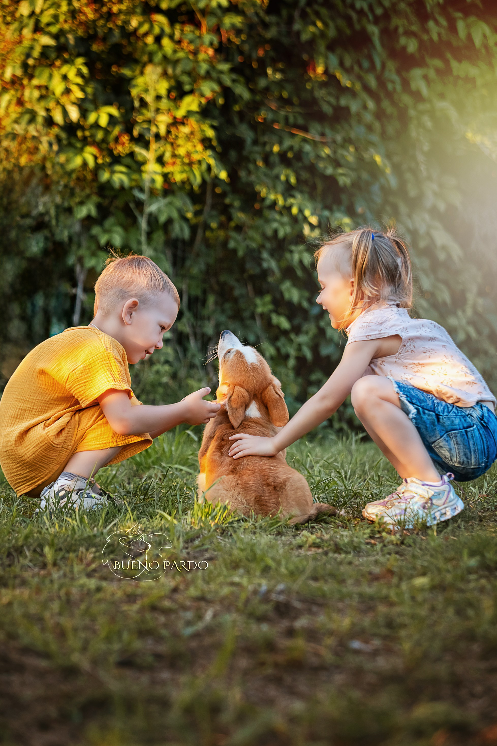 Щенки вельш корги пемброк из питомника. Питомник собак Акита, Хаски, Корги